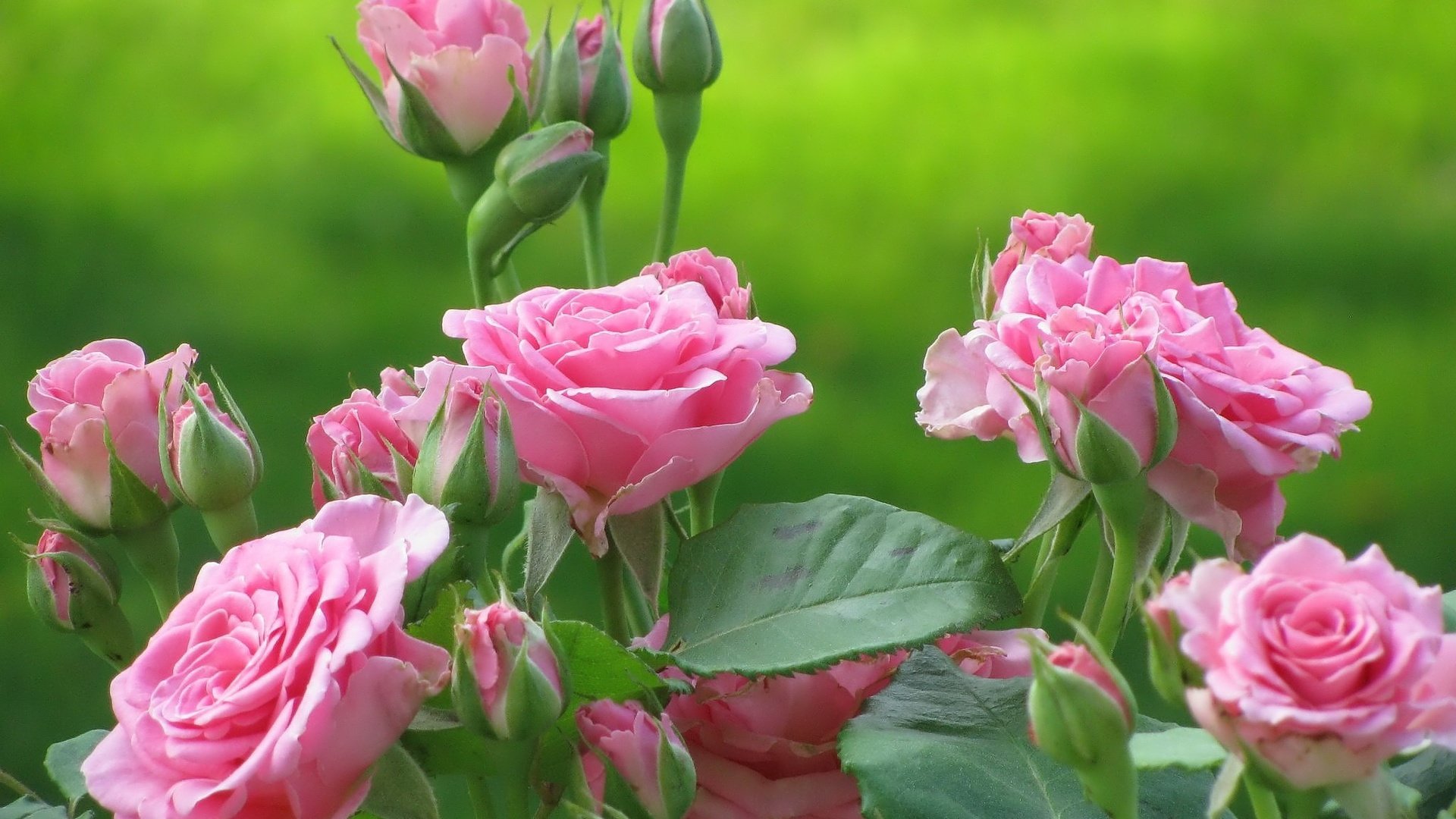 Обои цветы, бутоны, листья, розы, лепестки, розовые, куст, flowers, buds, leaves, roses, petals, pink, bush разрешение 2048x1536 Загрузить