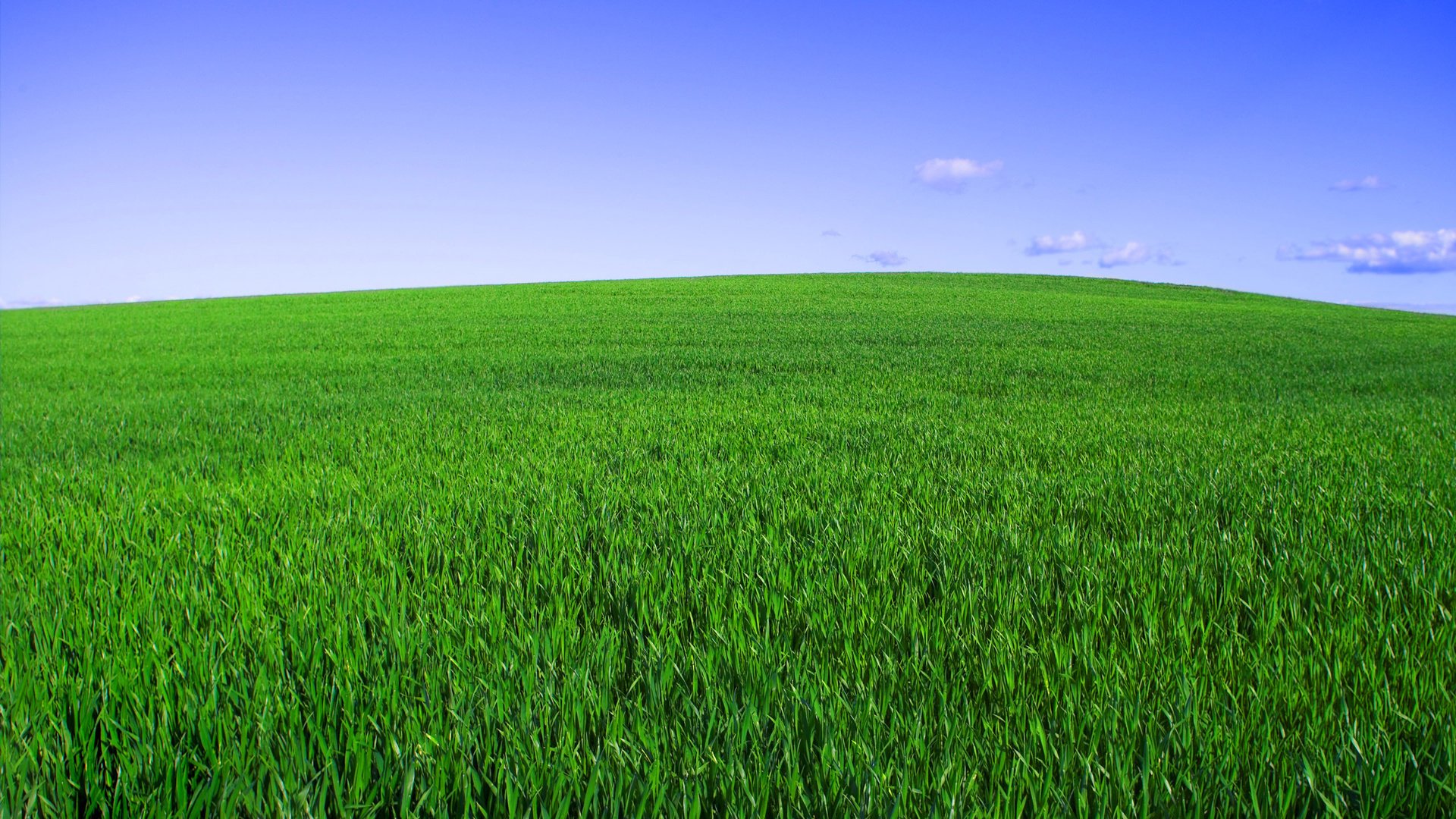 Обои небо, трава, зелёный, поле, горизонт, the sky, grass, green, field, horizon разрешение 2560x1600 Загрузить
