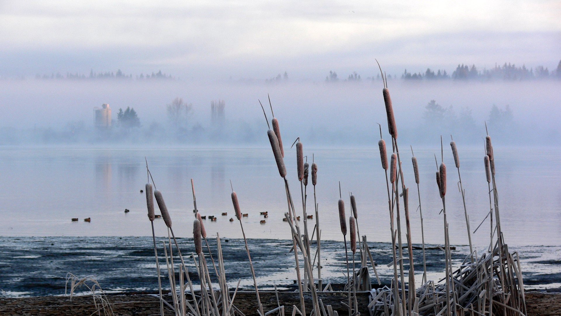 Обои болото, туман, камыш, рогоз, swamp, fog, reed, cattail разрешение 2560x1600 Загрузить