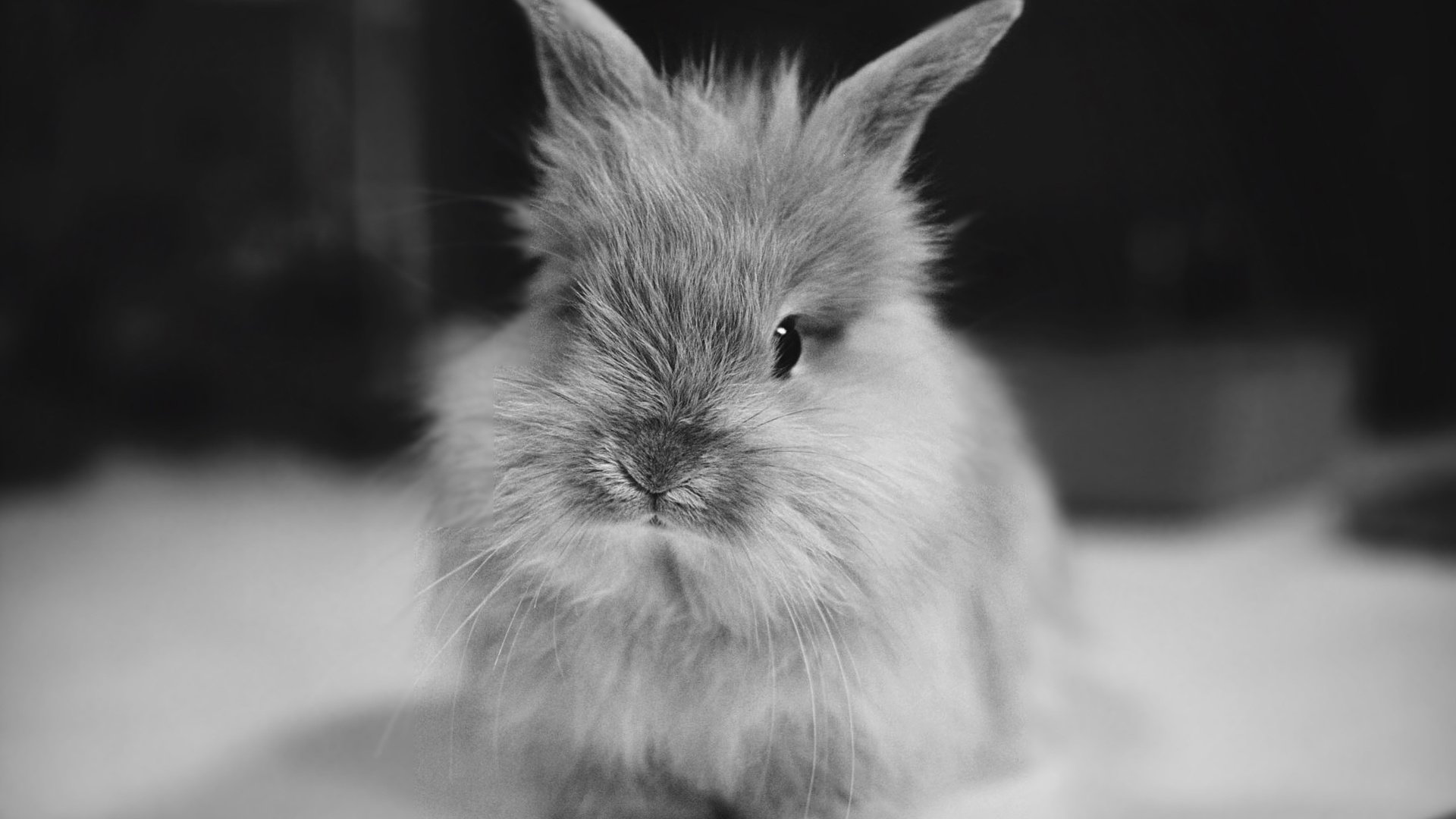 Обои чёрно-белое, кролик, животное, уши, black and white, rabbit, animal, ears разрешение 2237x1499 Загрузить