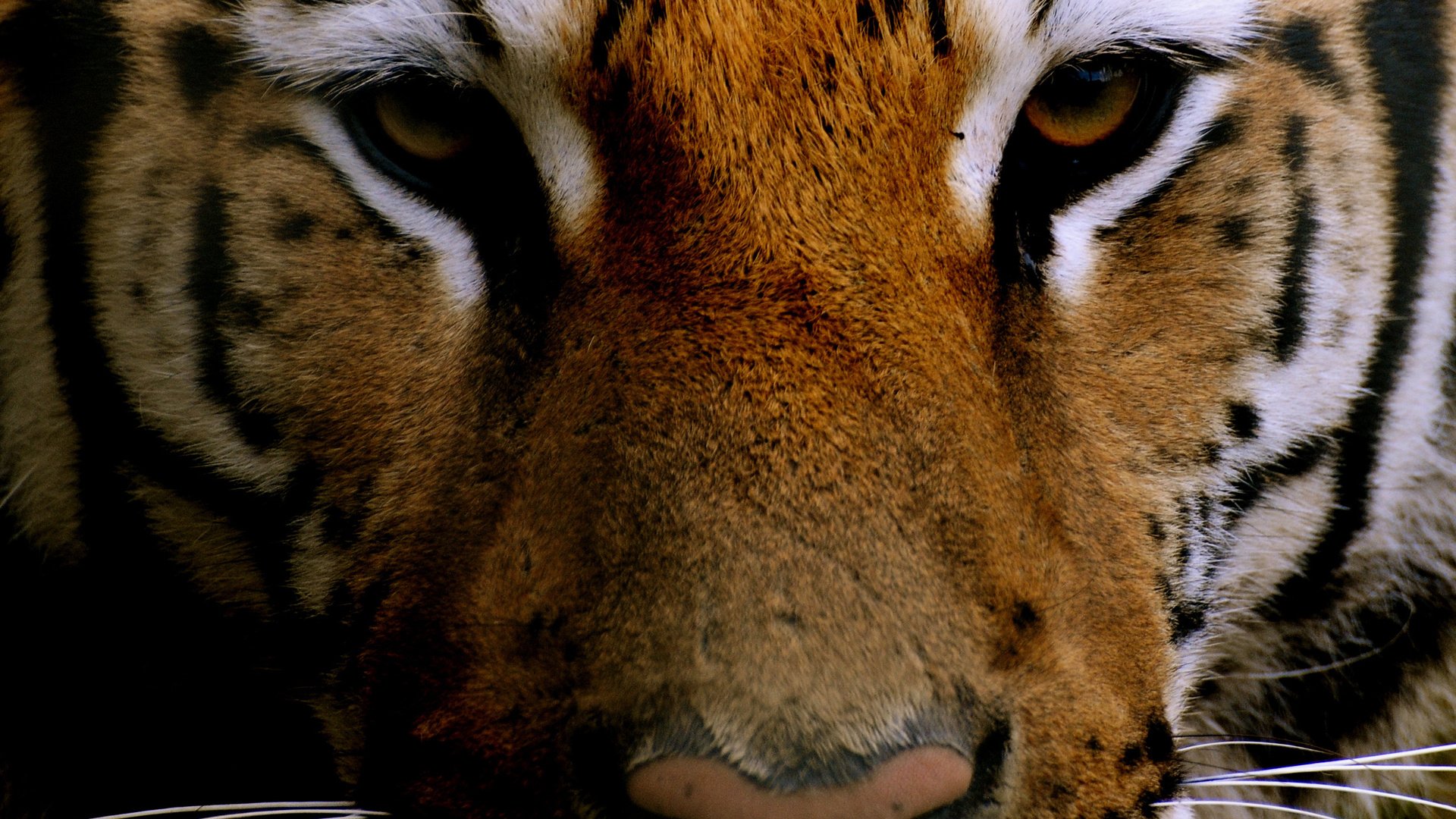 Обои тигр, морда, взгляд, хищник, животное, tiger, face, look, predator, animal разрешение 2560x1920 Загрузить