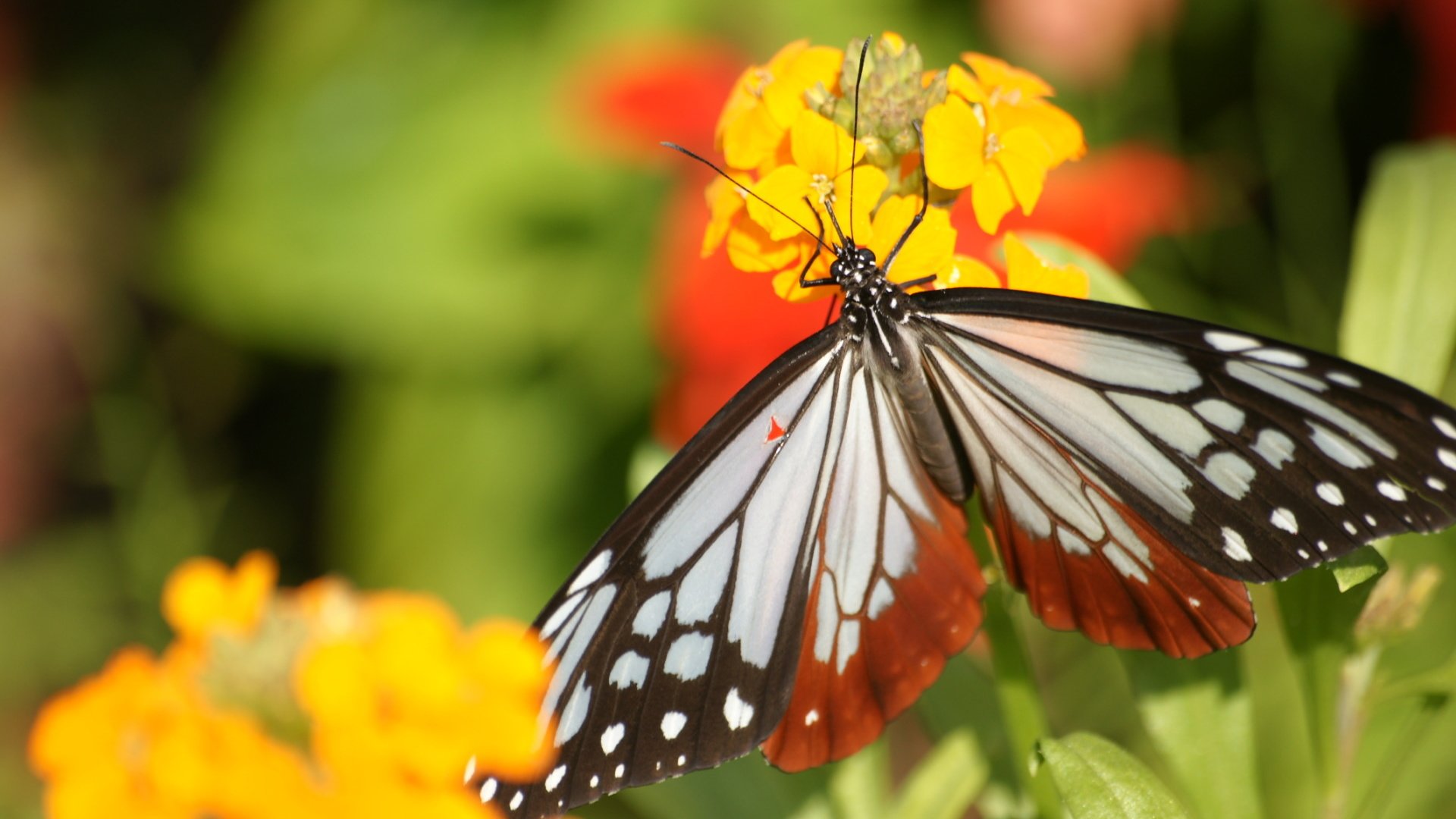 Обои цветы, насекомое, лето, бабочка, крылья, flowers, insect, summer, butterfly, wings разрешение 1920x1200 Загрузить