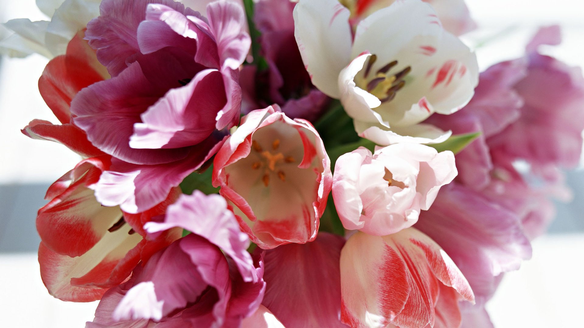 Обои весна, букет, тюльпан, 8 марта, spring, bouquet, tulip, march 8 разрешение 1920x1200 Загрузить