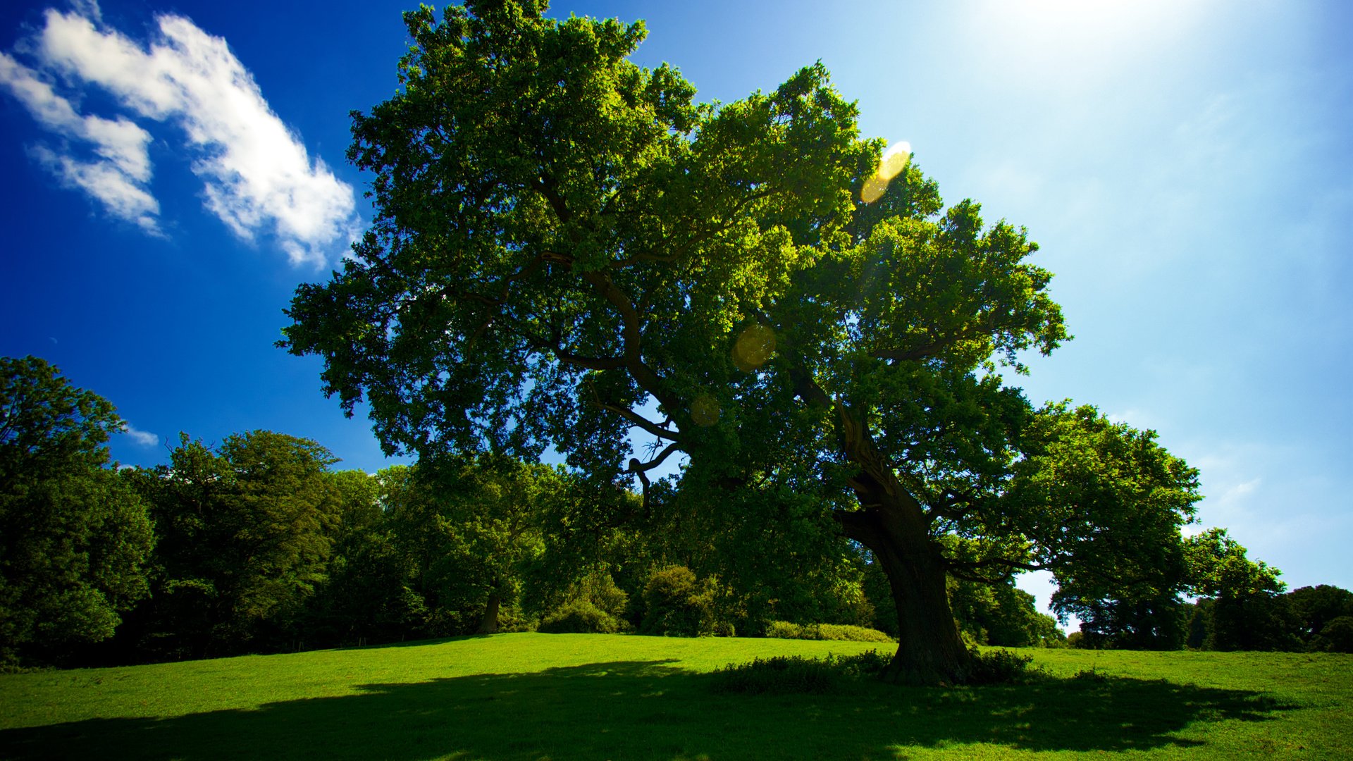 Обои небо, трава, солнце, дерево, лето, тень, красиво, the sky, grass, the sun, tree, summer, shadow, beautiful разрешение 2559x1600 Загрузить