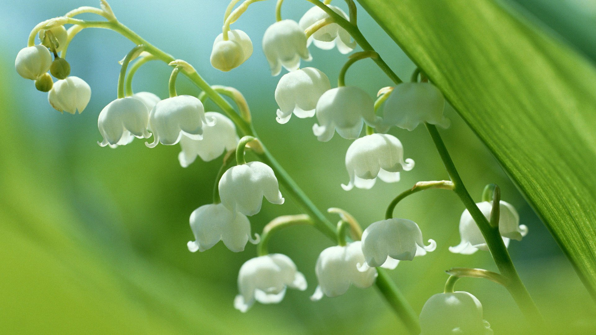 Обои цветы, ландыши, белые, flowers, lilies of the valley, white разрешение 2560x1920 Загрузить