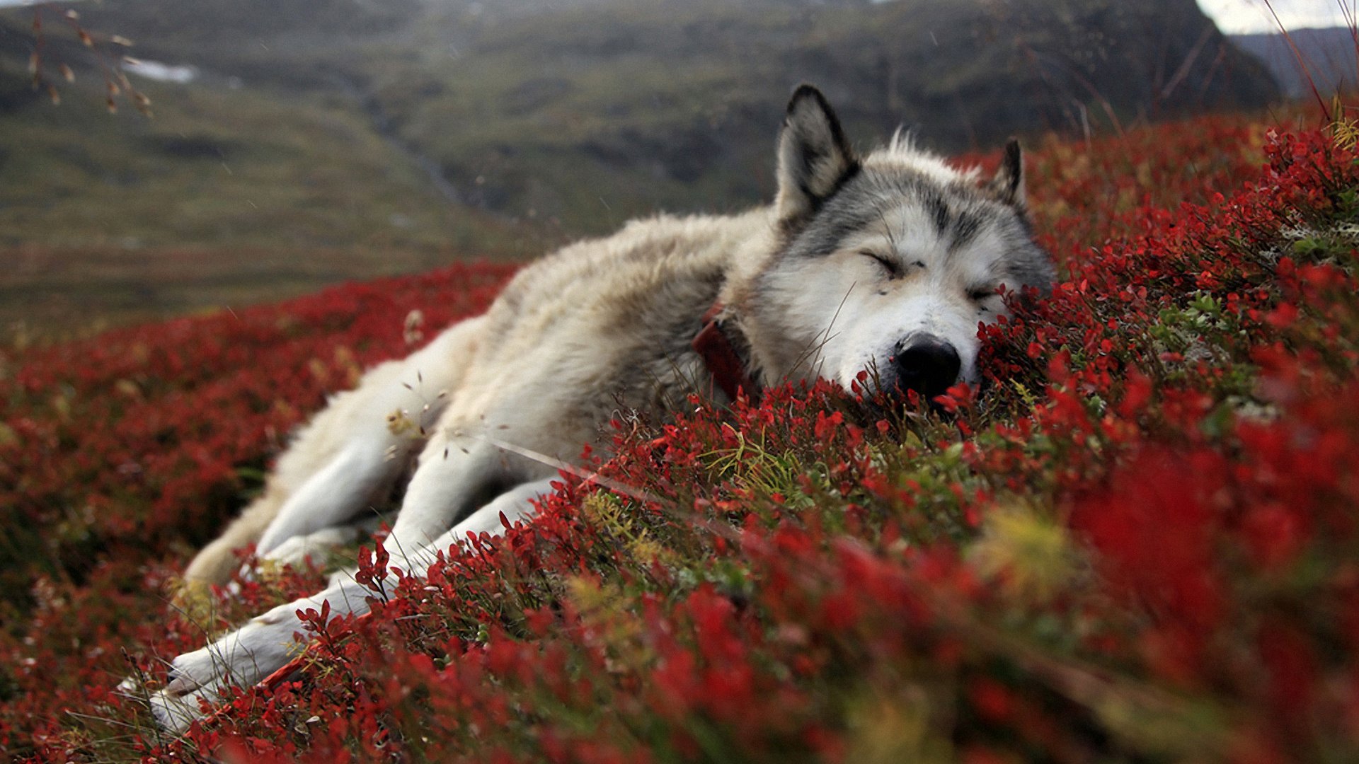 Обои цветы, природа, сон, собака, лежит, весна, хаски, flowers, nature, sleep, dog, lies, spring, husky разрешение 1920x1200 Загрузить