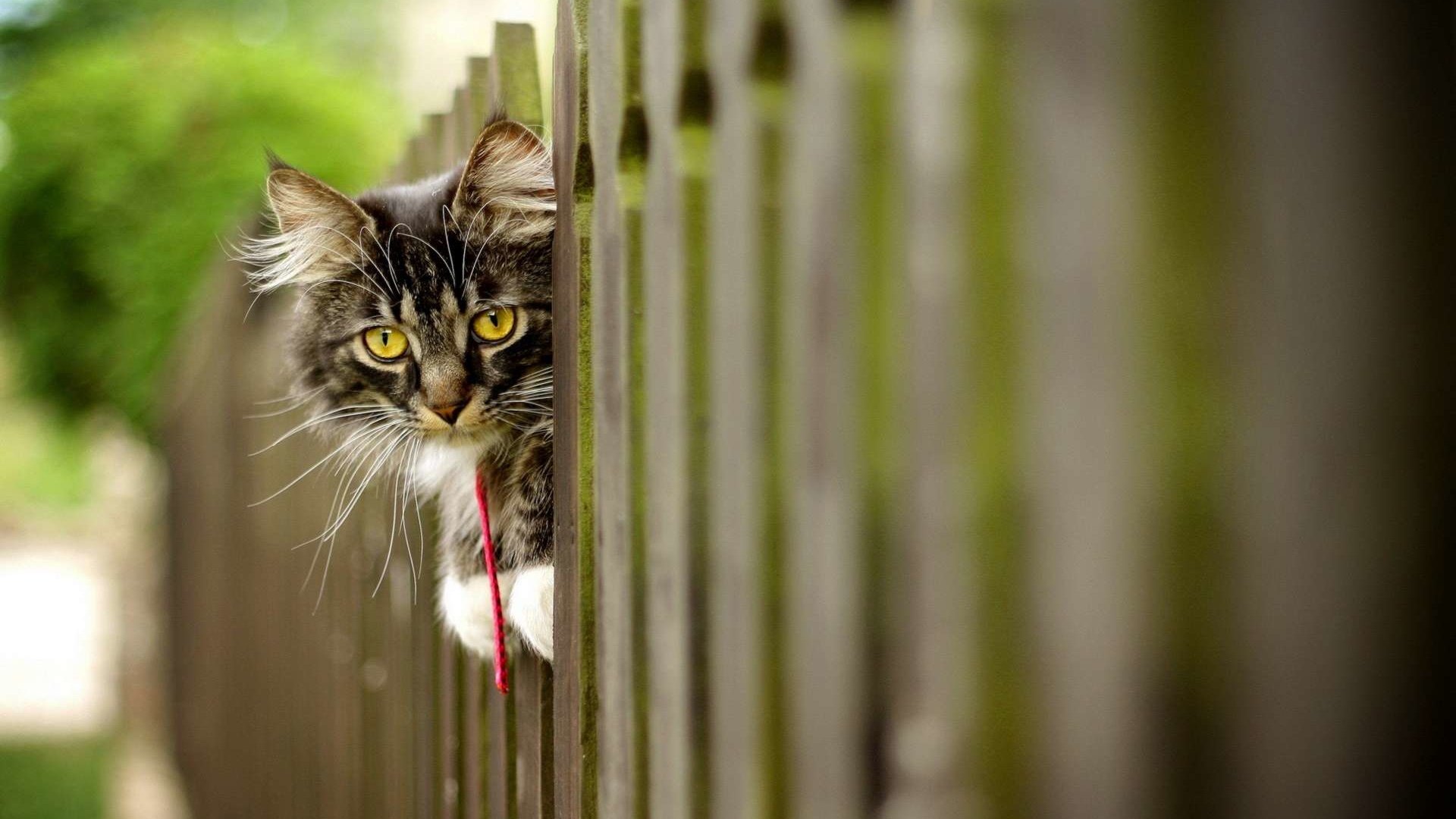 Обои морда, кот, кошка, взгляд, забор, пушистый, face, cat, look, the fence, fluffy разрешение 1920x1200 Загрузить