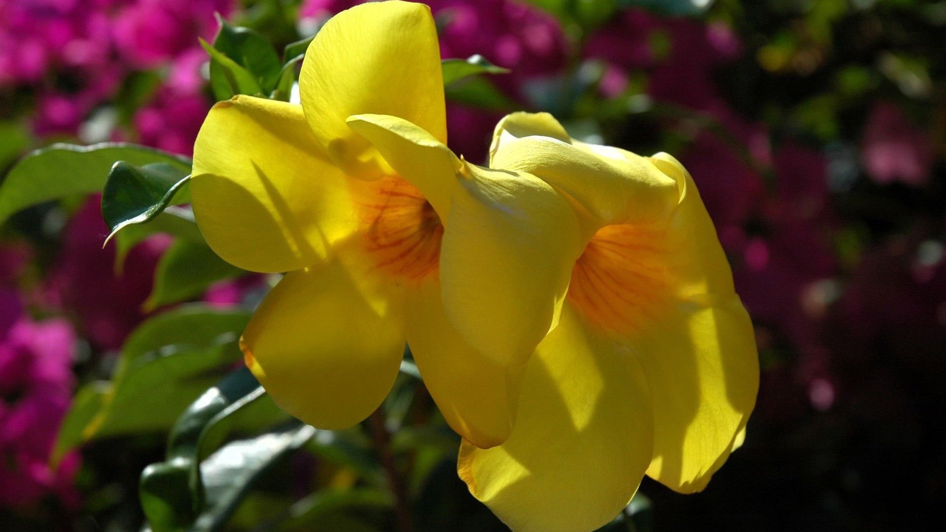Обои цветы, макро, лепестки, желтые, алламанда, flowers, macro, petals, yellow, allamanda разрешение 1920x1200 Загрузить