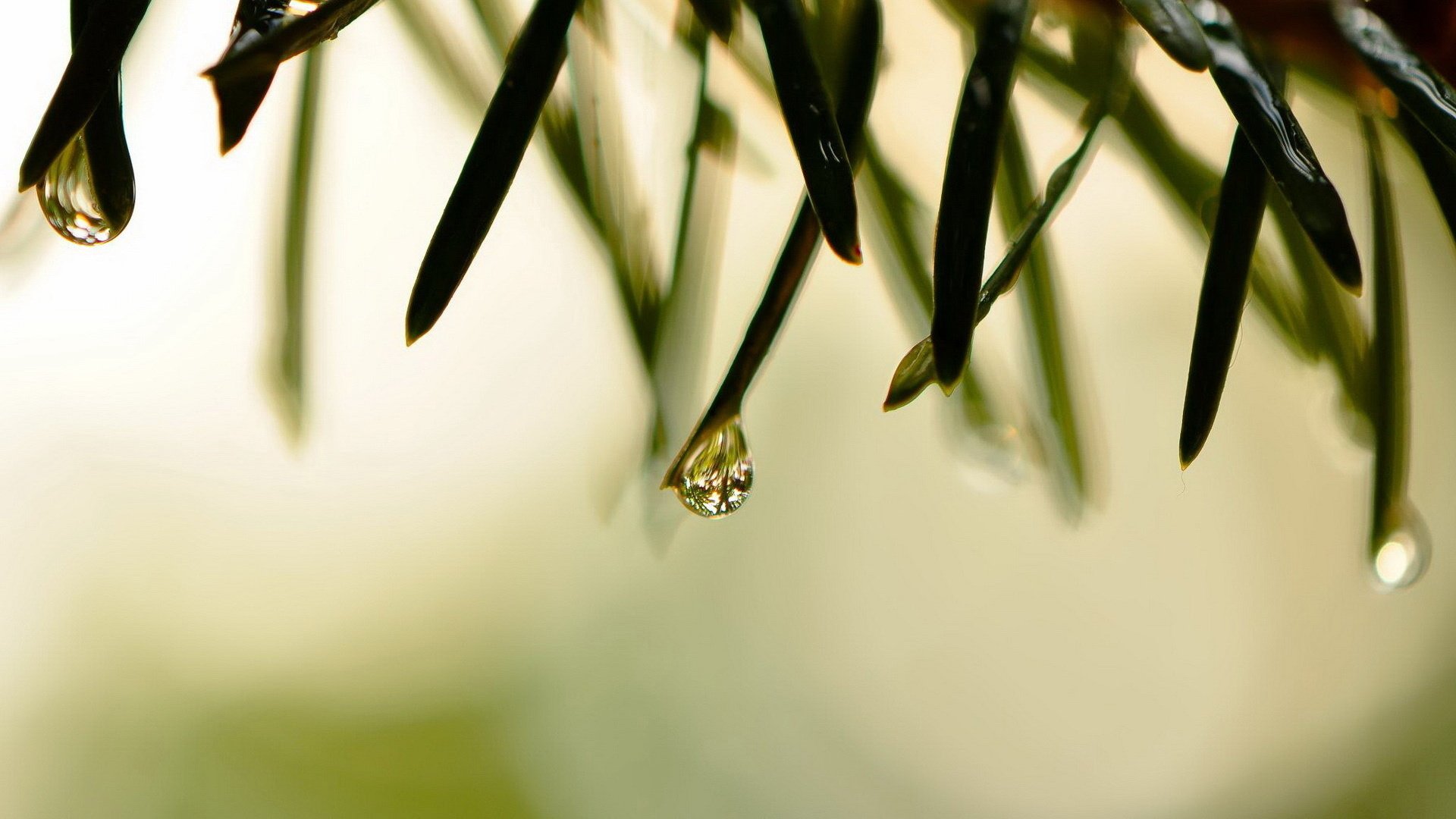 Обои трава, природа, макро, роса, капли, grass, nature, macro, rosa, drops разрешение 1920x1200 Загрузить