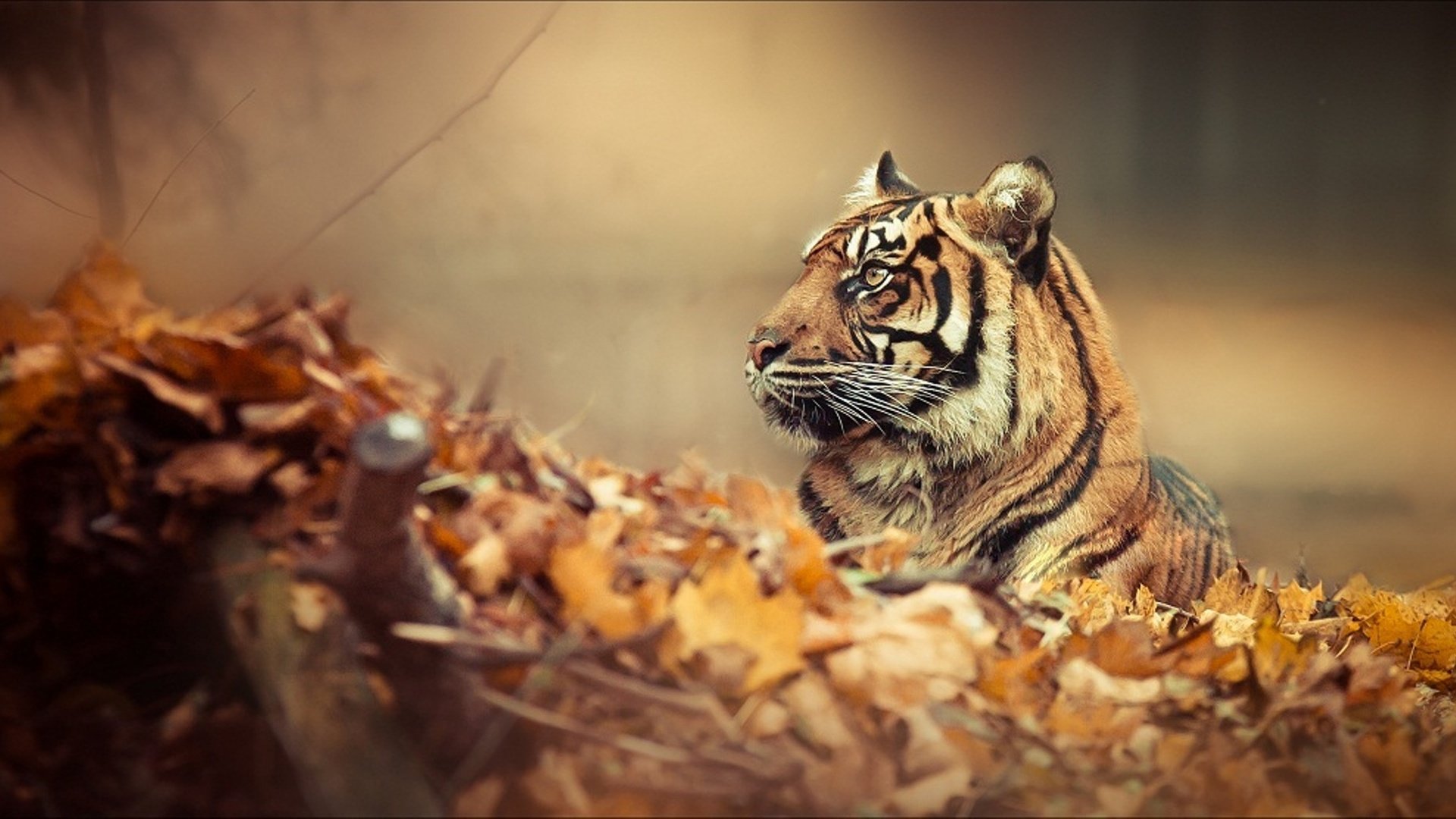 Обои тигр, природа, листья, осень, хищник, профиль, большая кошка, осенние листья, tiger, nature, leaves, autumn, predator, profile, big cat, autumn leaves разрешение 2000x1086 Загрузить