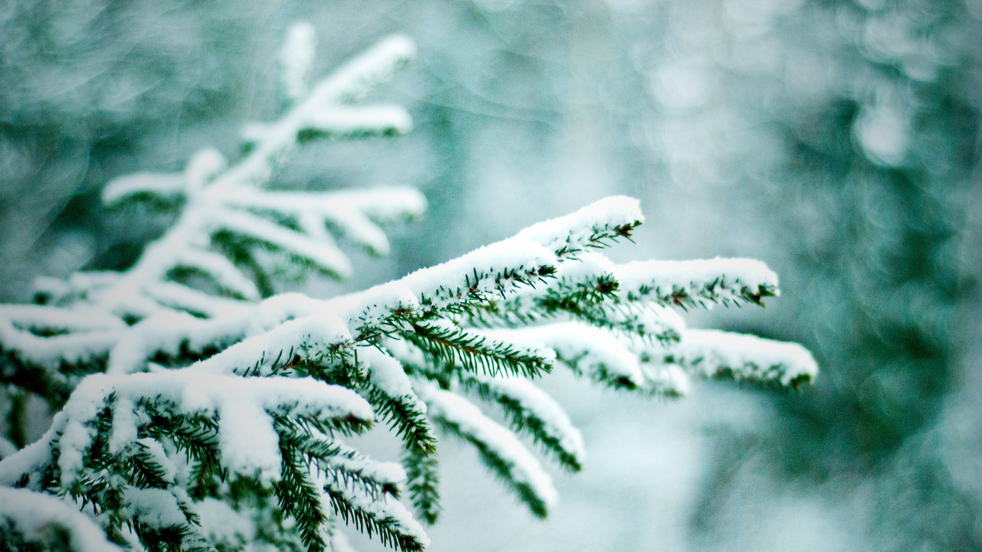 Обои ветка, снег, зима, макро, ель, еловая ветка, branch, snow, winter, macro, spruce, spruce branch разрешение 1920x1280 Загрузить