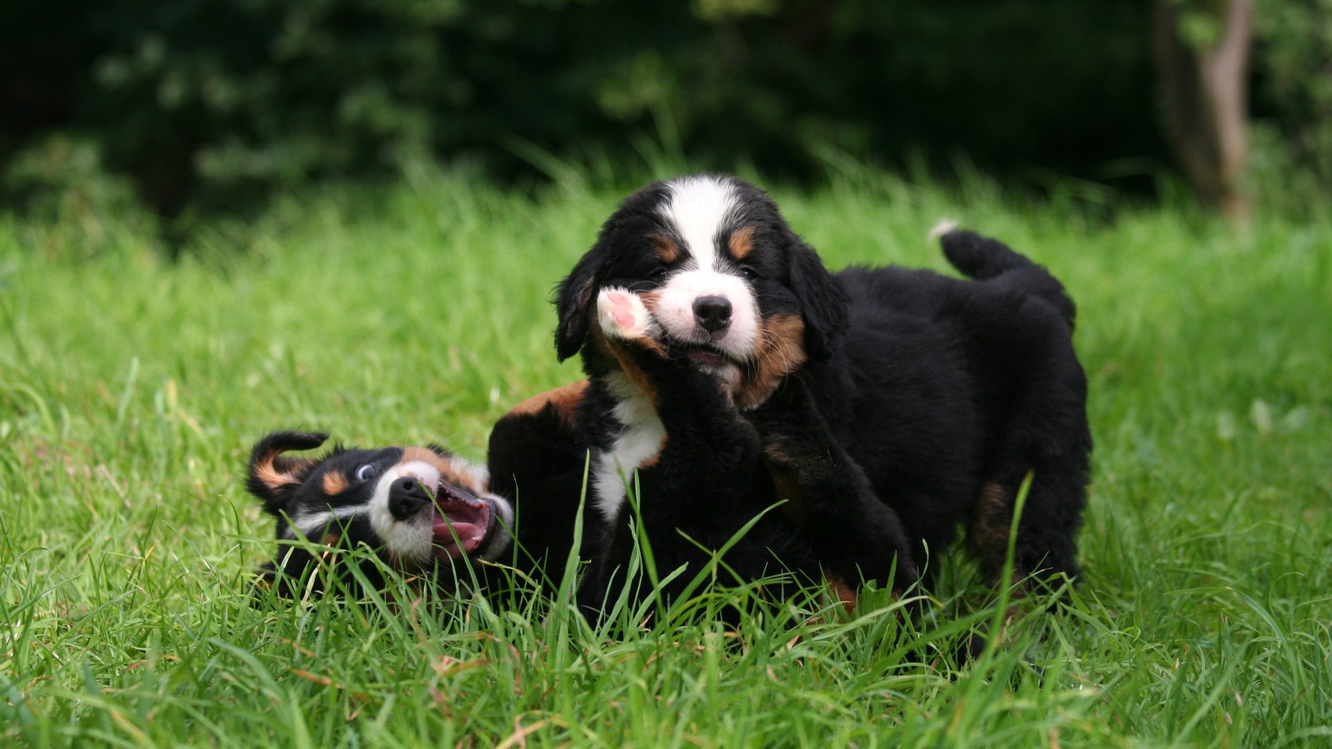 Обои трава, игра, щенки, собаки, бернский зенненхунд, grass, the game, puppies, dogs, bernese mountain dog разрешение 2560x1600 Загрузить