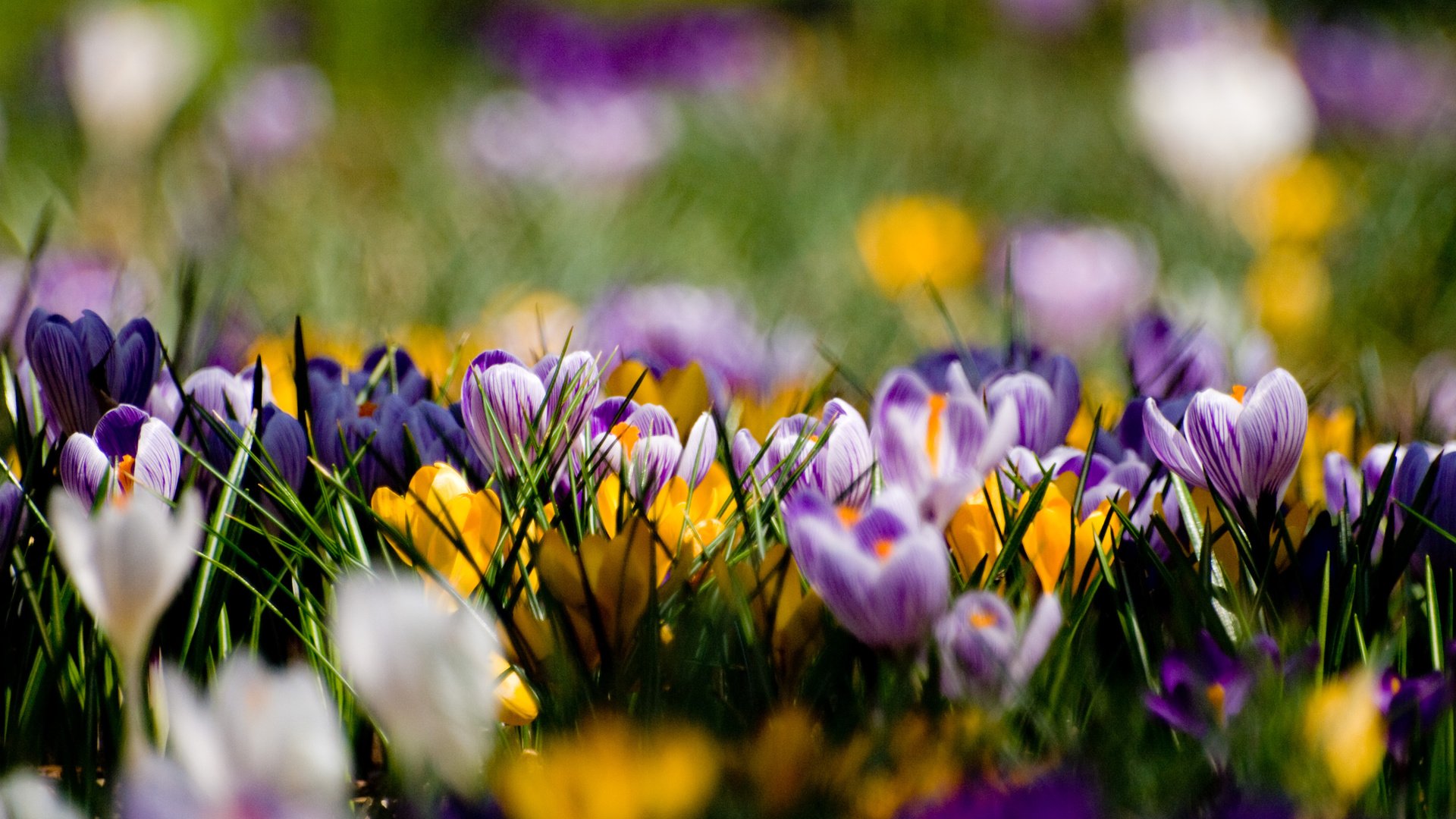 Обои фиолетовый, поляна, весна, крокусы, purple, glade, spring, crocuses разрешение 3648x2736 Загрузить