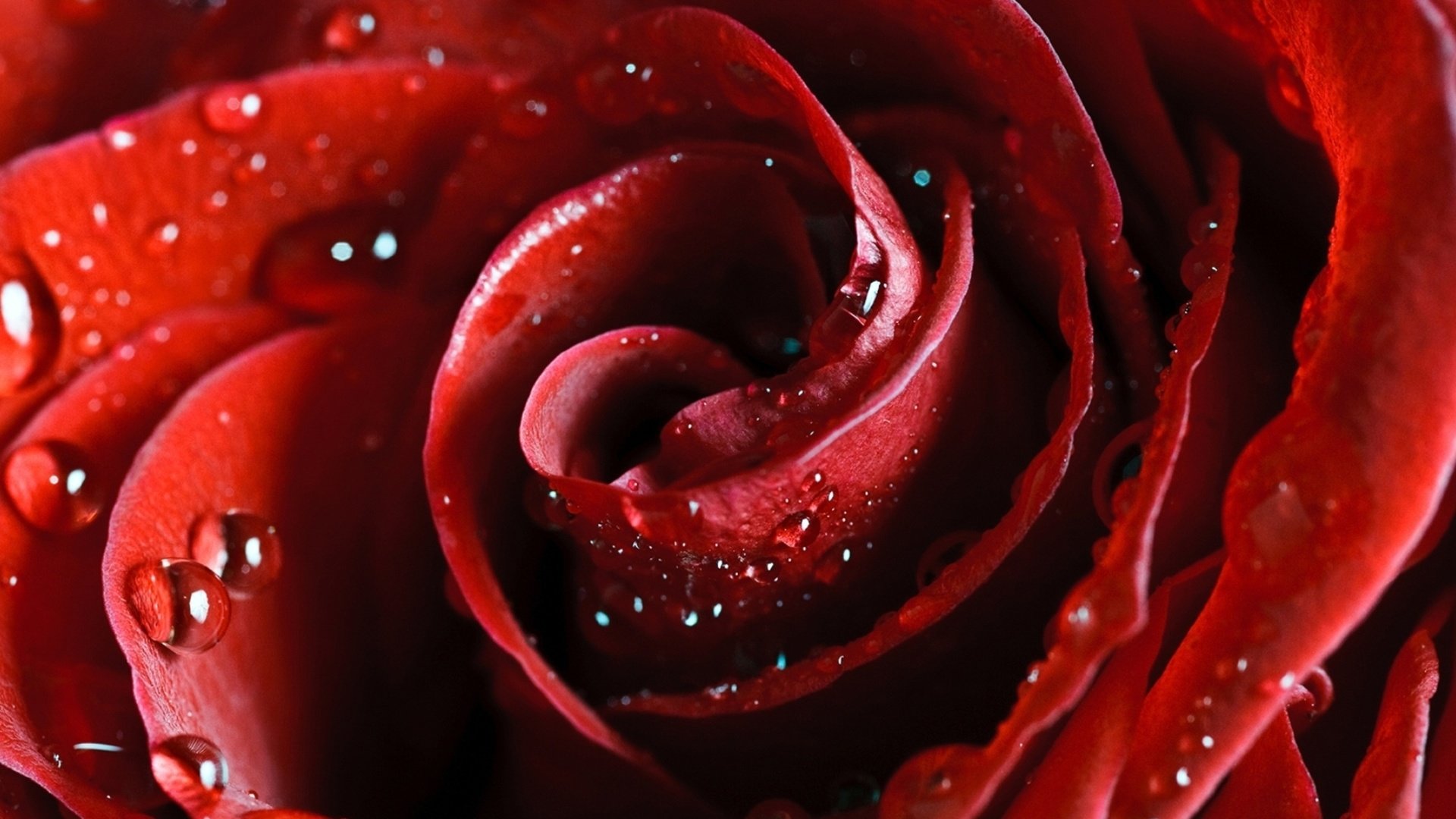 Обои цветок, roza, krasnaya, роса, alaya, nezhnos, капли, леспестки, роза, лепестки, красная, алая, cvety, krasota, flower, rosa, drops, lepestki, rose, petals, red, scarlet разрешение 2560x1600 Загрузить