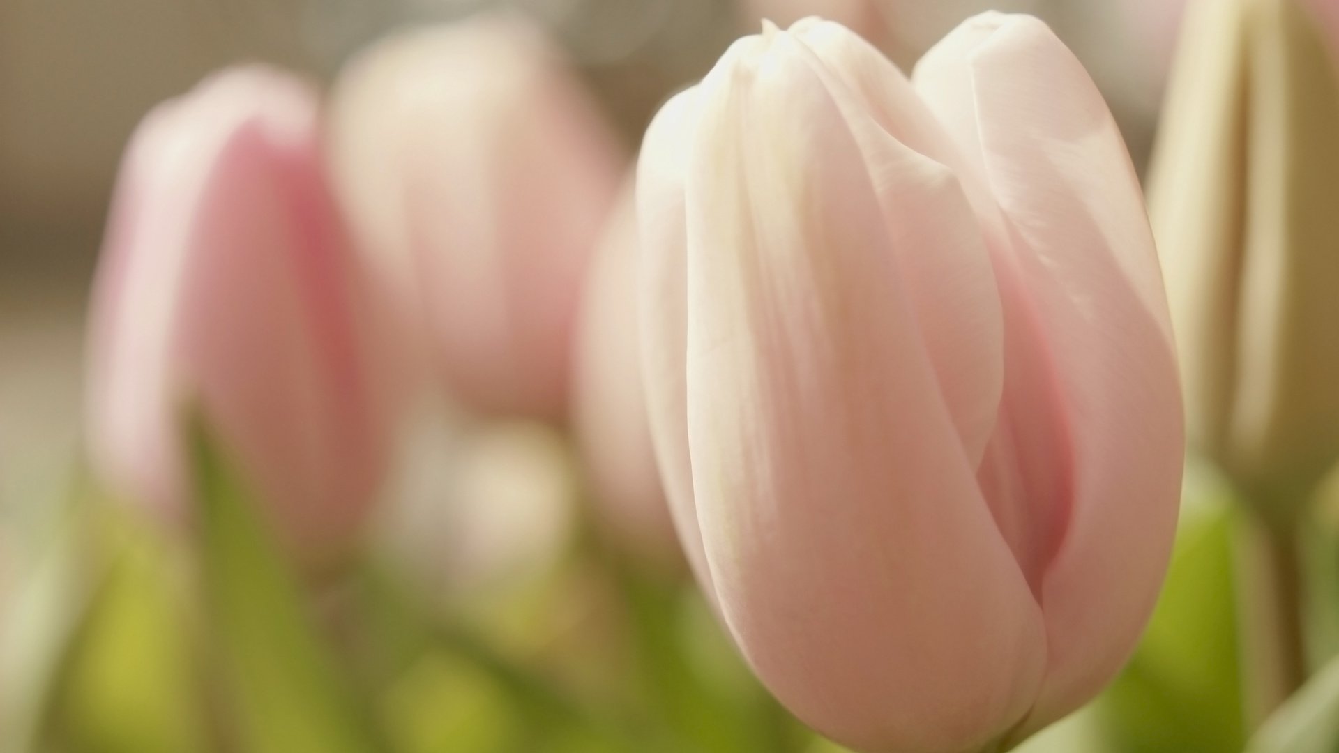 Обои цветы, cvetok, nezhnost, бутоны, makro, tyulpan, лепестки, buton, весна, тюльпаны, нежность, крупный план, rozovyj, vesna, flowers, buds, petals, spring, tulips, tenderness, close-up разрешение 3008x2000 Загрузить