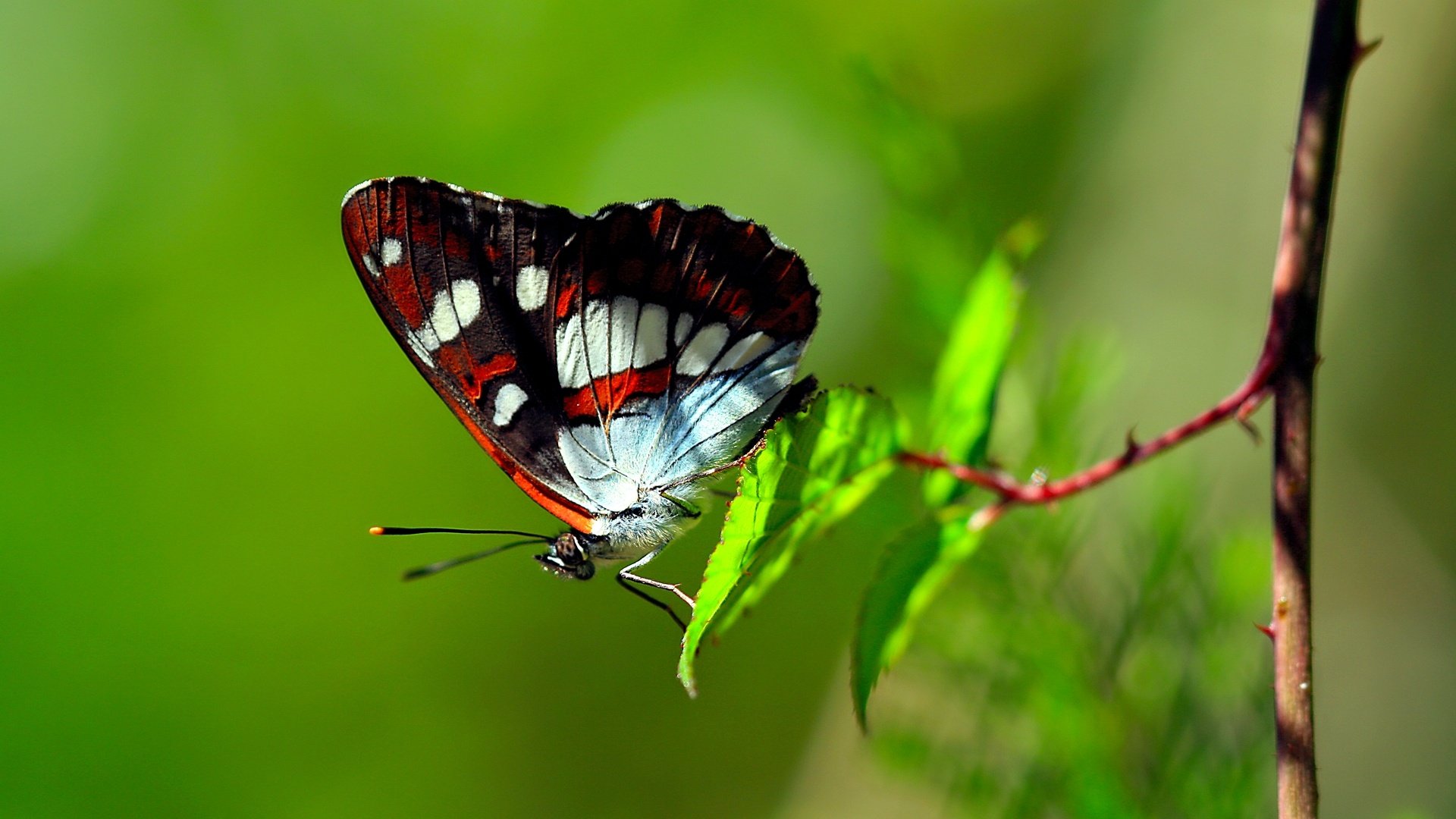 Обои ветка, листья, макро, бабочка, крылья, насекомые, branch, leaves, macro, butterfly, wings, insects разрешение 1920x1200 Загрузить