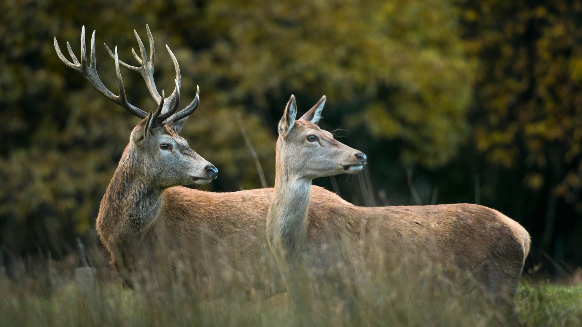 Обои лес, пара, рога, олени, опушка, forest, pair, horns, deer, the edge разрешение 2048x1367 Загрузить