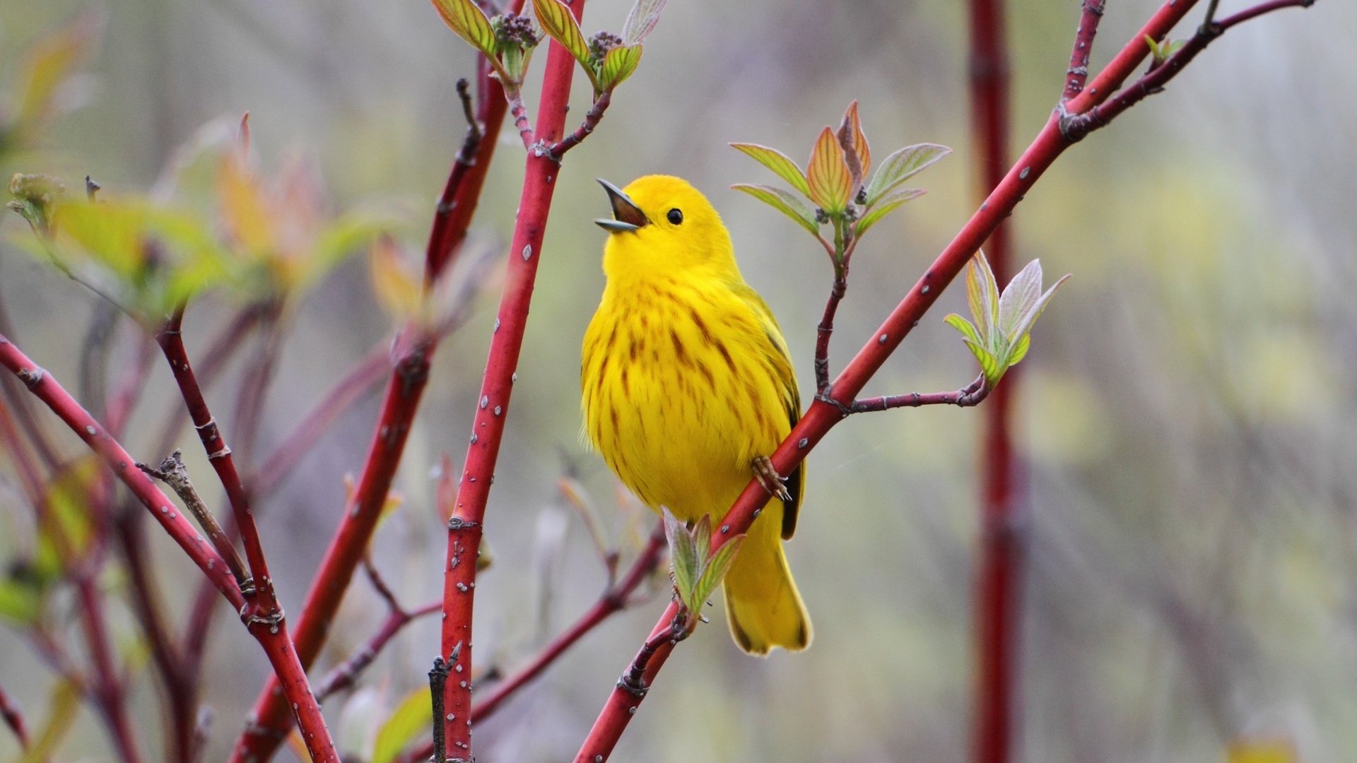 Обои ветка, природа, птицы, птица, птичка, жёлтая, желтая славка, branch, nature, birds, bird, yellow, yellow warbler разрешение 2150x1390 Загрузить