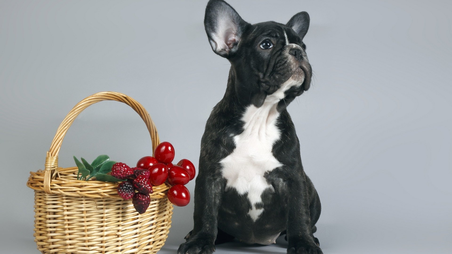 Обои собака, щенок, корзина, ягоды, французский бульдог, dog, puppy, basket, berries, french bulldog разрешение 2560x1600 Загрузить