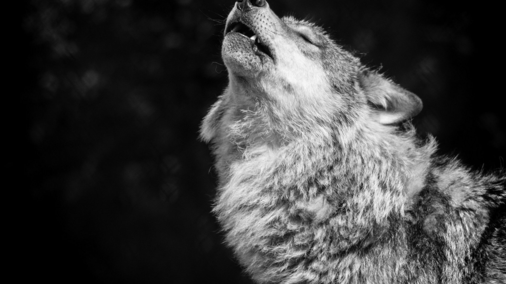Обои фон, чёрно-белое, хищник, волк, вой, волчья песня, background, black and white, predator, wolf, howl, wolf song разрешение 2048x1382 Загрузить