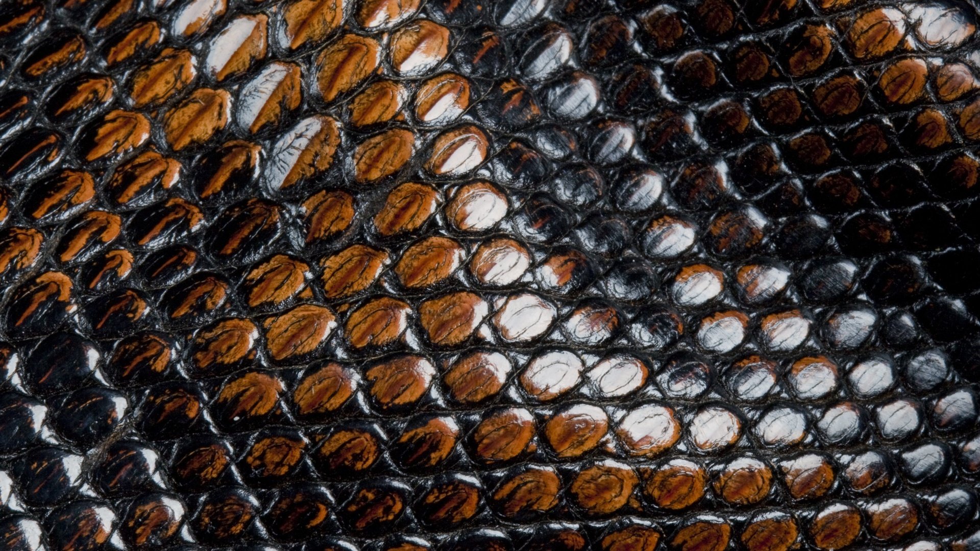 Обои кожа, змеи, чешуя, animal texture, leather, snakes, scales разрешение 3734x2367 Загрузить