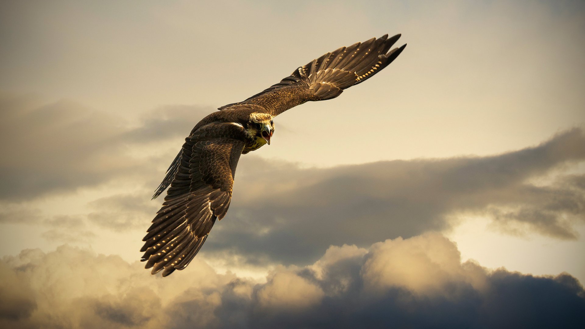 Обои небо, тучи, швейцария, орел, птица, buchs, the sky, clouds, switzerland, eagle, bird разрешение 2560x1600 Загрузить