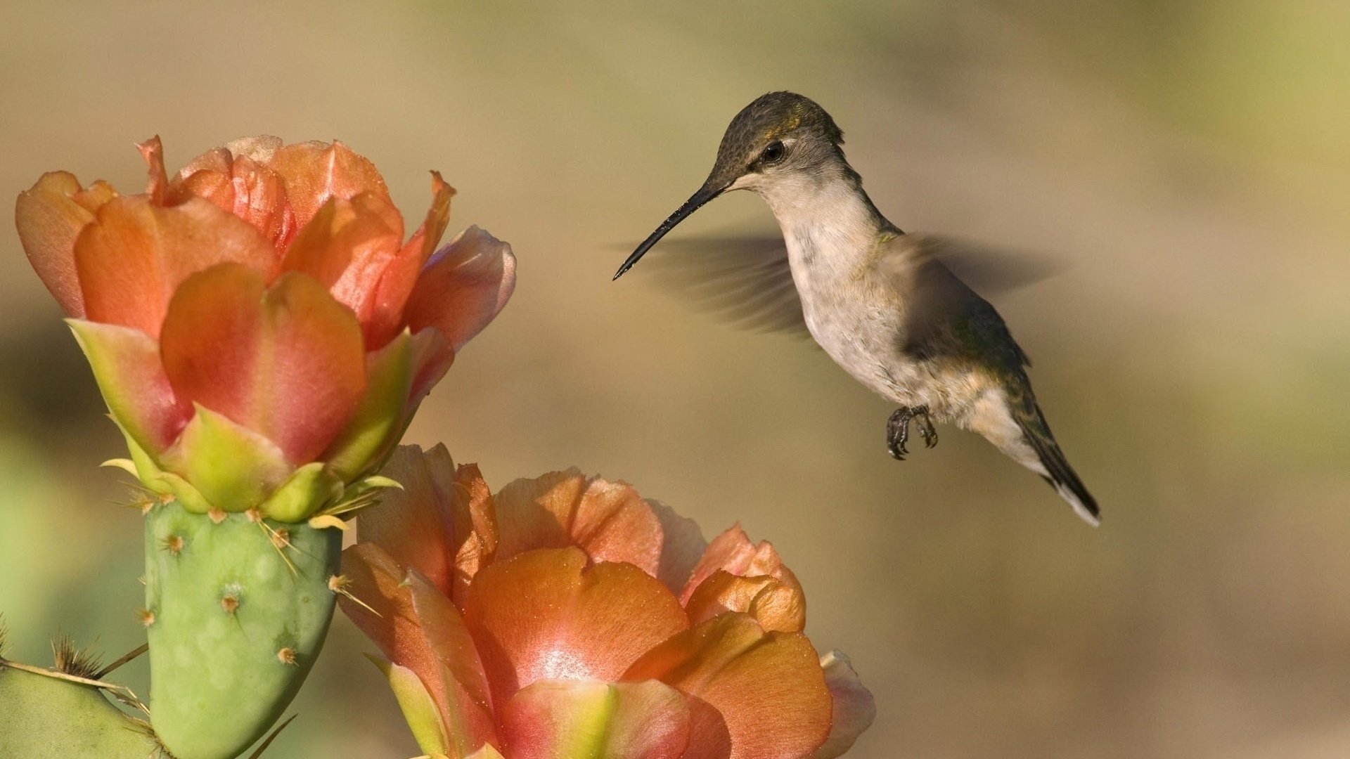 Обои природа, фон, пейзаж, цветок, птица, колибри, nature, background, landscape, flower, bird, hummingbird разрешение 1920x1200 Загрузить