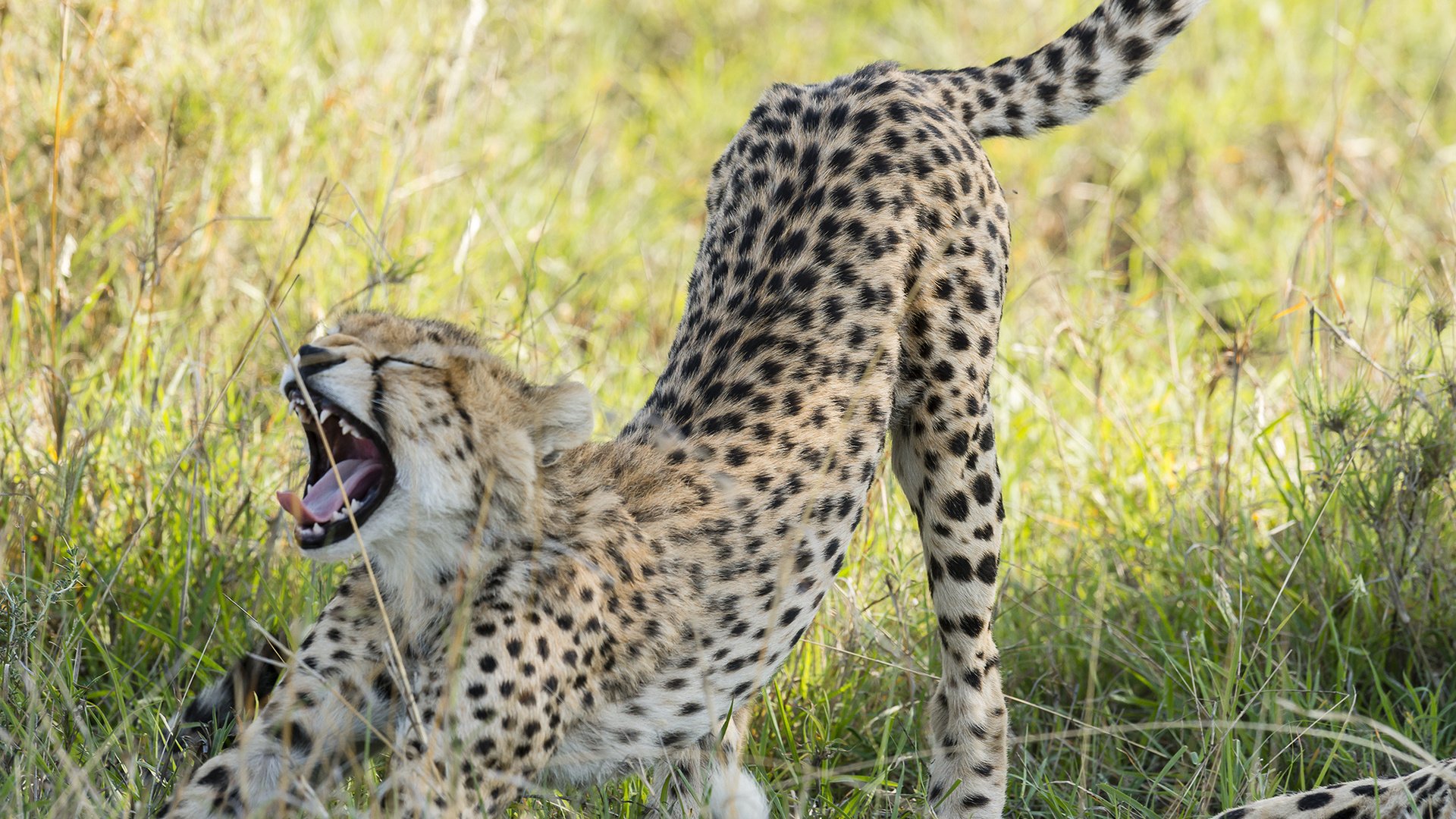 Обои котенок, хищник, оскал, гепард, саванна, тянется, kitty, predator, grin, cheetah, savannah, stretches разрешение 1920x1200 Загрузить
