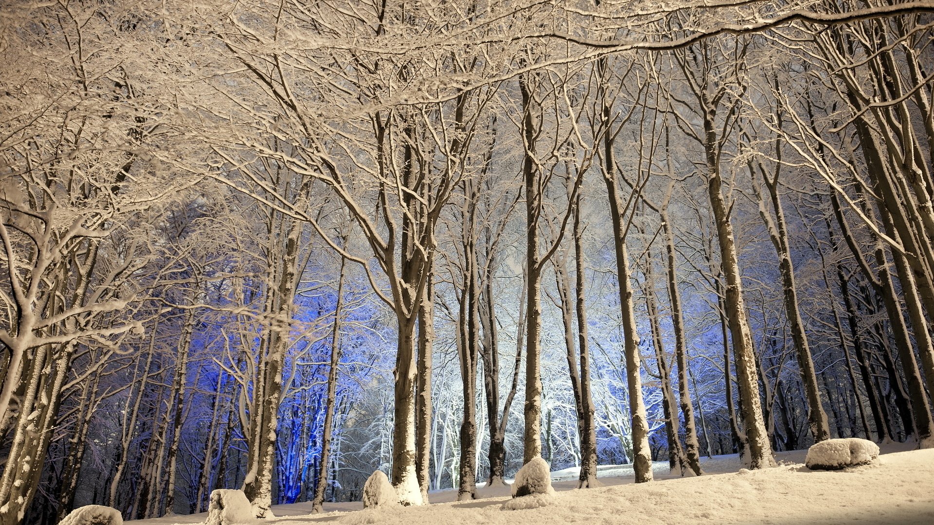 Обои деревья, снег, лес, зима, trees, snow, forest, winter разрешение 2560x1440 Загрузить