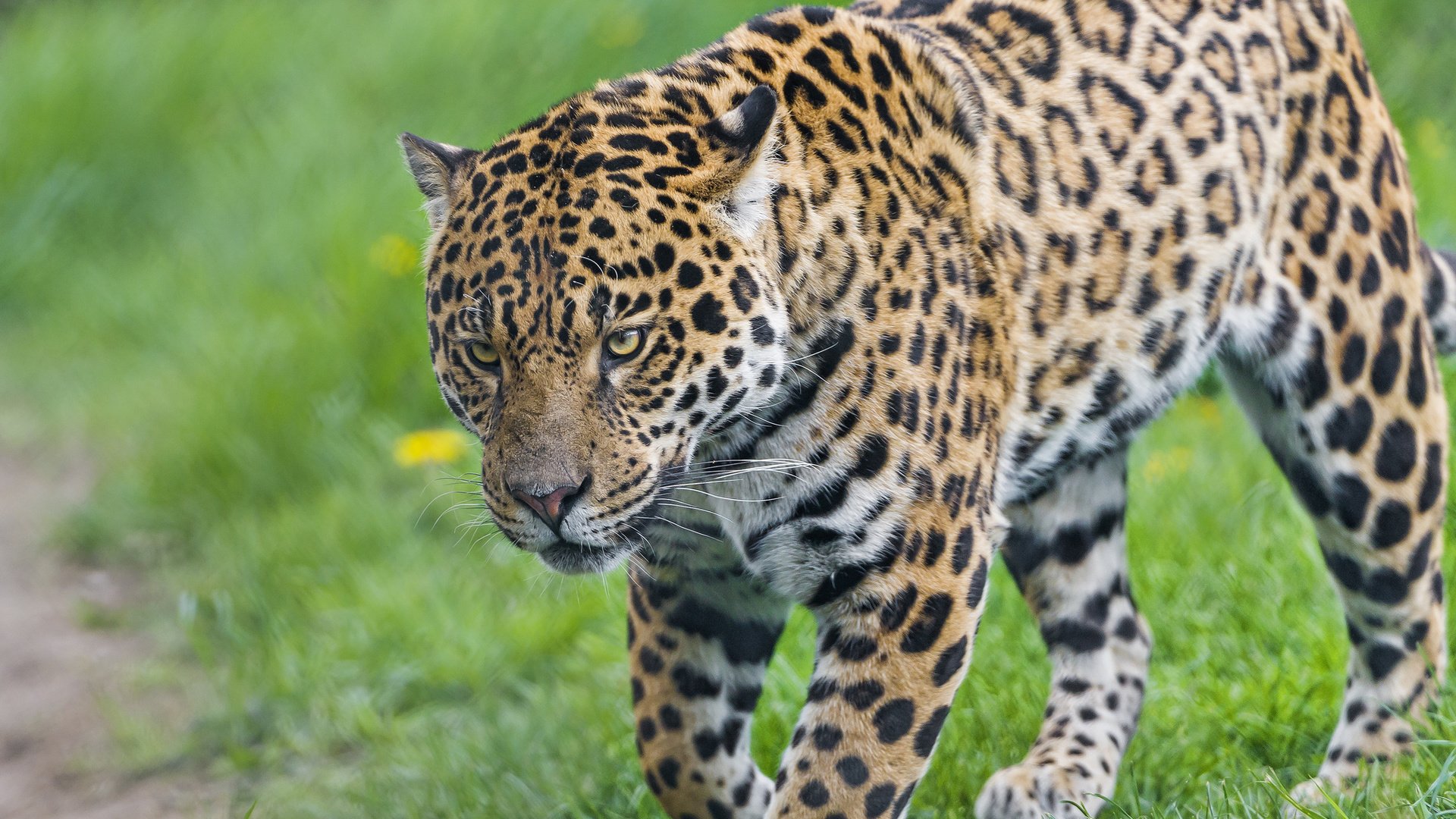 Обои трава, хищник, ягуар, grass, predator, jaguar разрешение 2048x1638 Загрузить