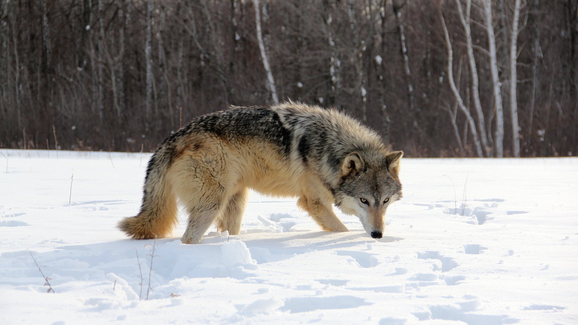 Обои снег, природа, лес, зима, волк, snow, nature, forest, winter, wolf разрешение 1920x1200 Загрузить