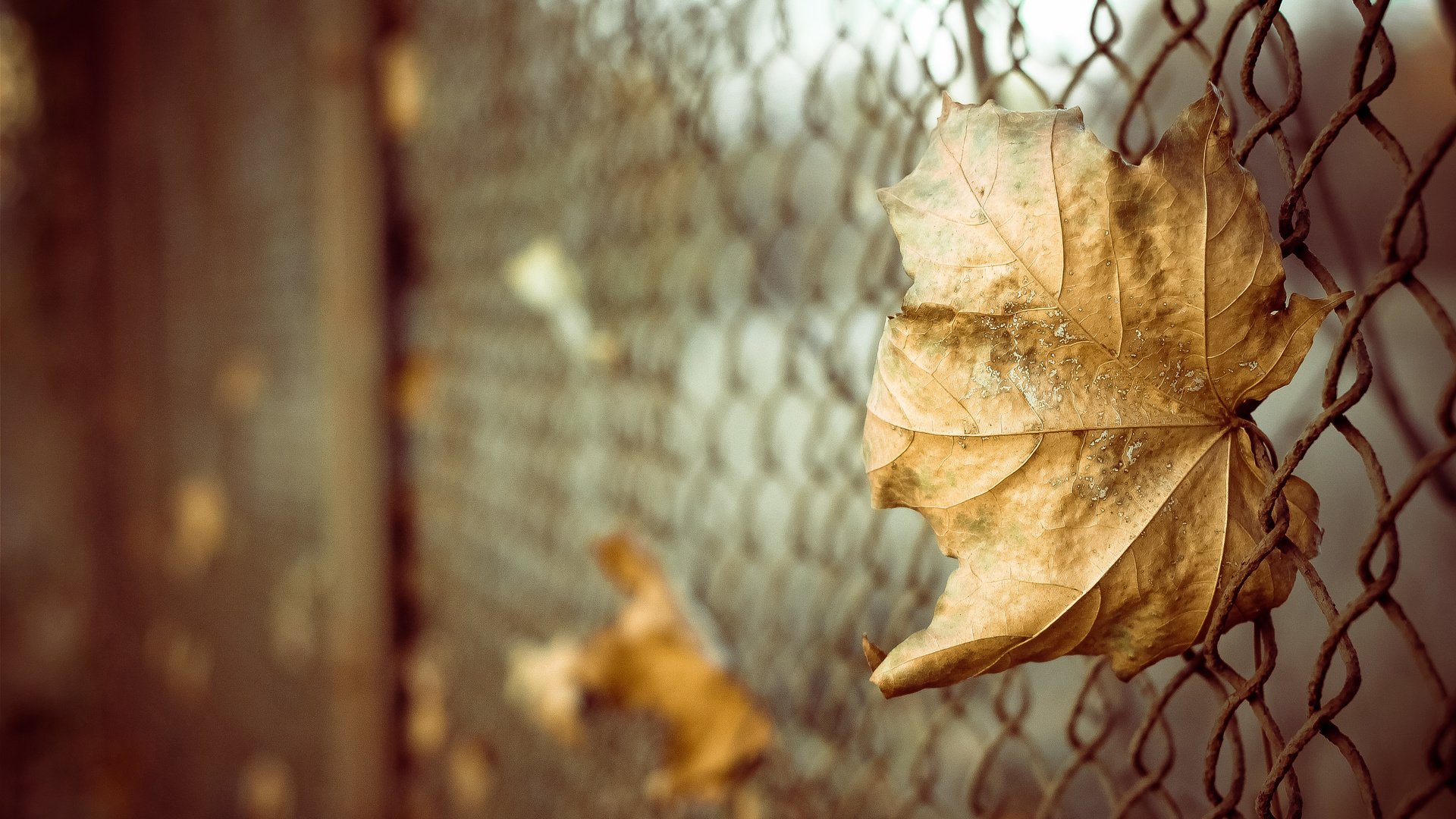 Обои листья, макро, осень, забор, лист, сетка, боке, leaves, macro, autumn, the fence, sheet, mesh, bokeh разрешение 4272x2848 Загрузить