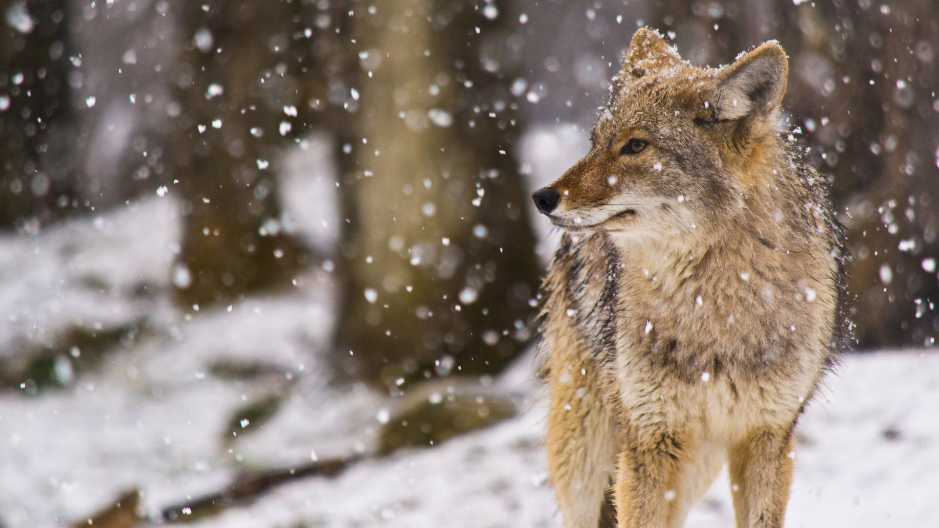 Обои снег, койот, луговой волк, snow, coyote, meadow wolf разрешение 2048x1177 Загрузить