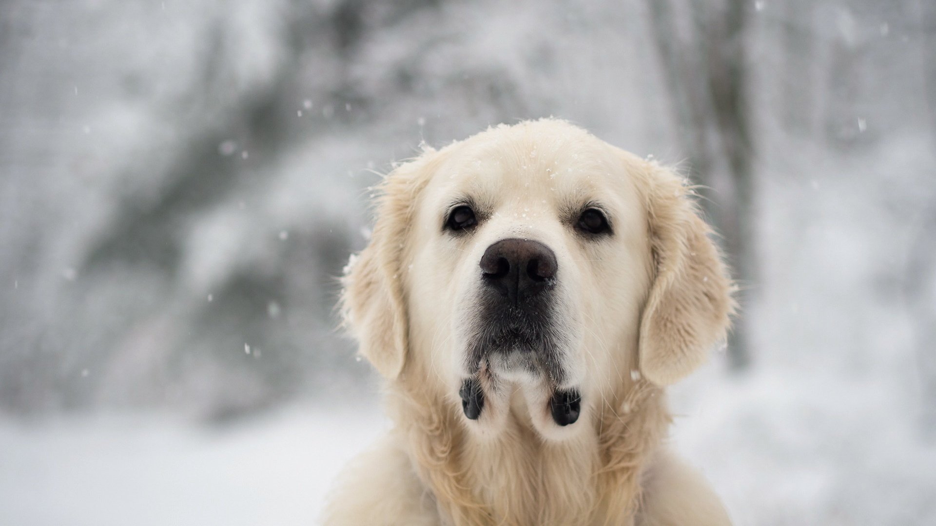 Обои снег, взгляд, собака, лабрадор, золотистый ретривер, snow, look, dog, labrador, golden retriever разрешение 1920x1200 Загрузить