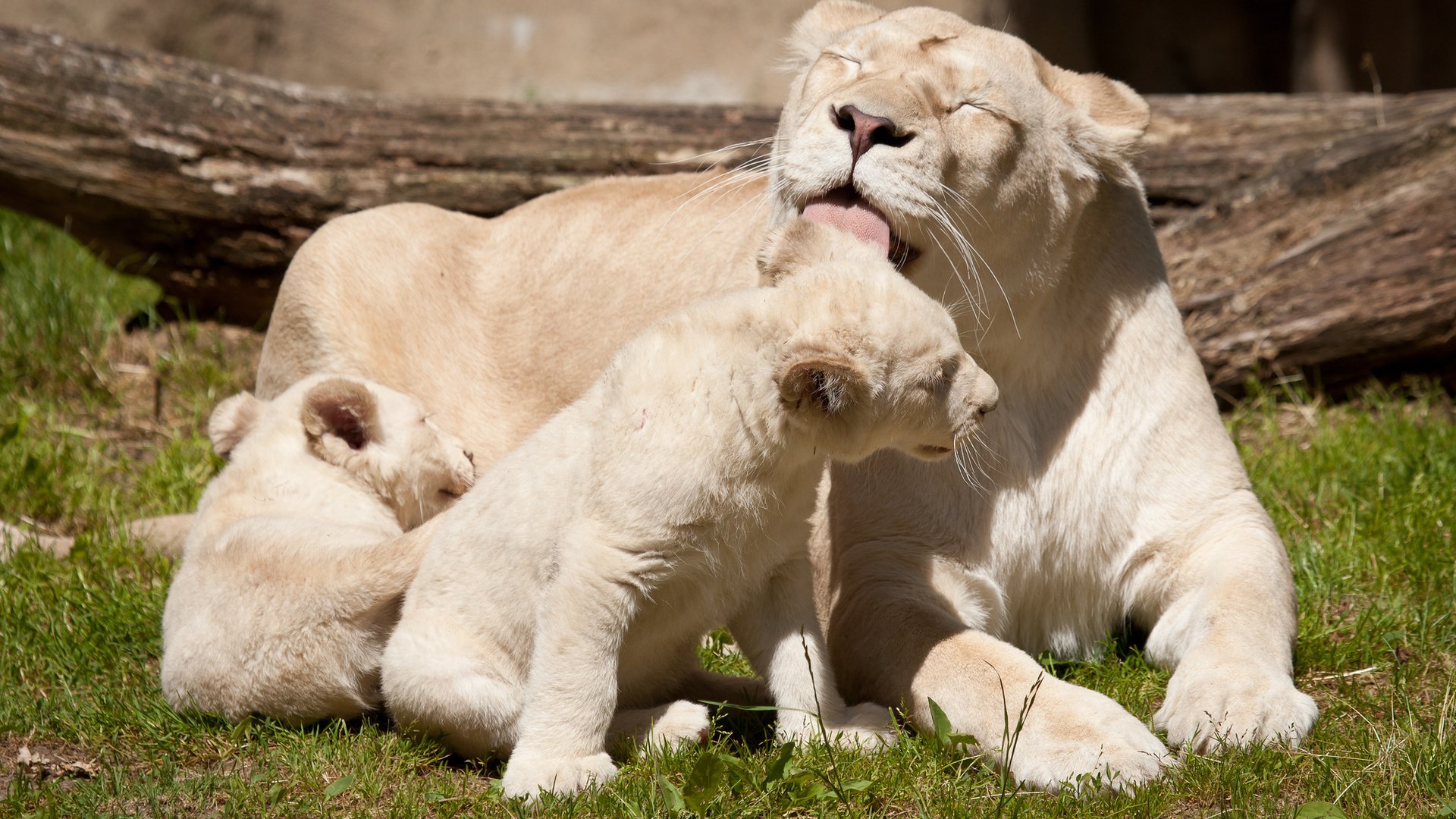 Обои белые, львы, львята, львица, white, lions, the cubs, lioness разрешение 2048x1365 Загрузить