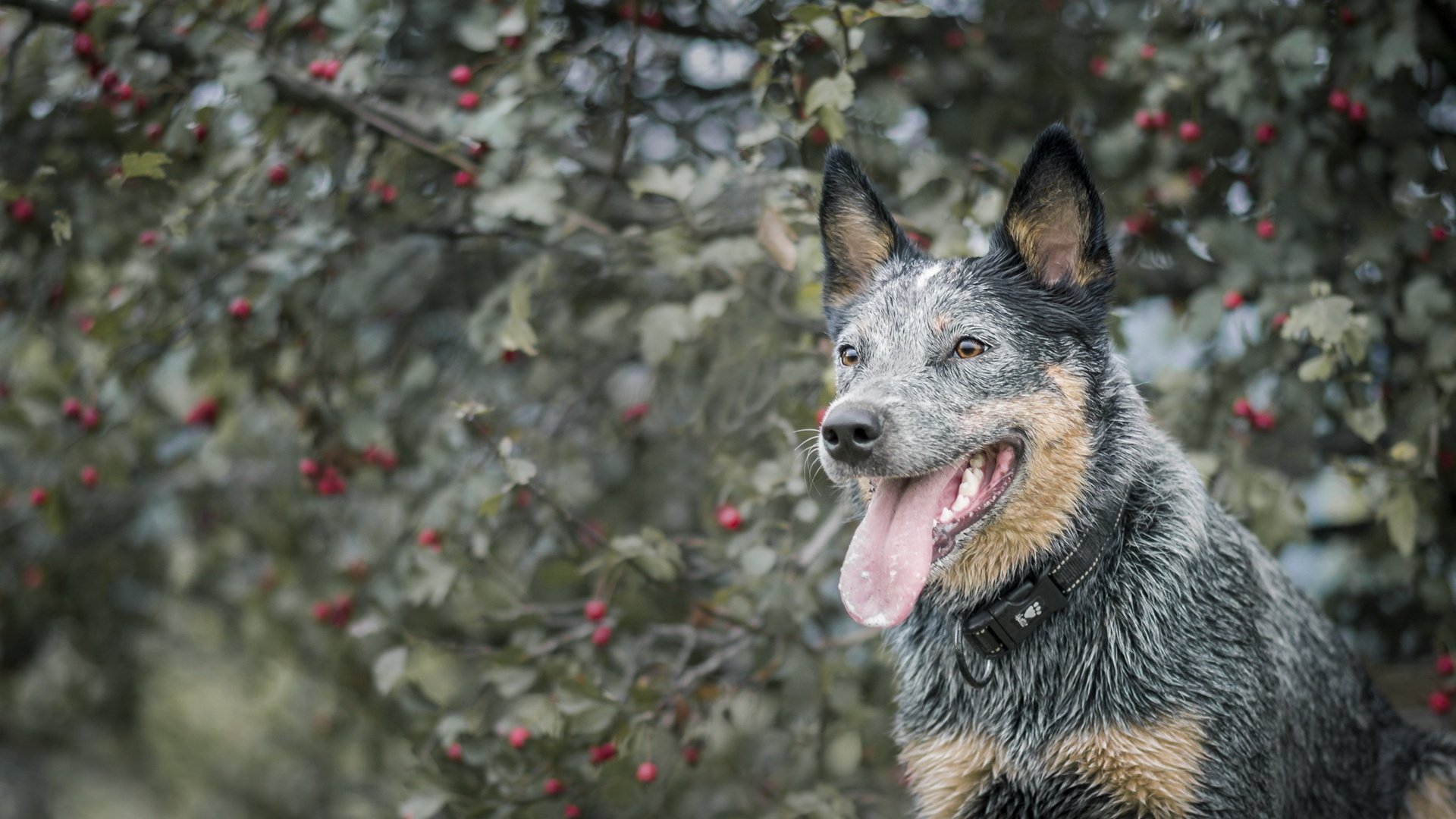 Обои взгляд, собака, язык, австралийская пастушья, look, dog, language, australian cattle разрешение 2047x1276 Загрузить