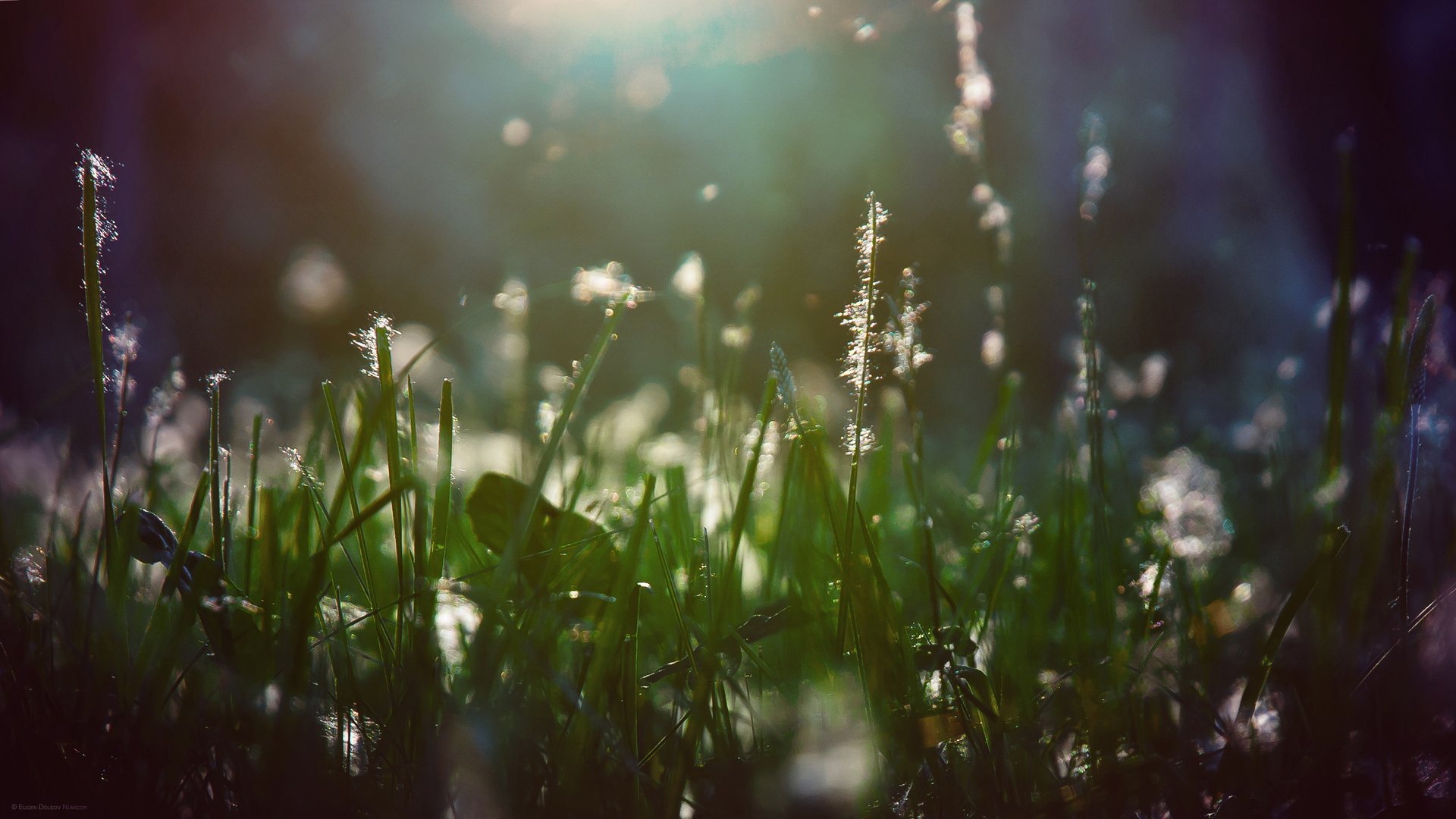 Обои свет, трава, растения, макро, лучи, пух, light, grass, plants, macro, rays, fluff разрешение 2560x1440 Загрузить