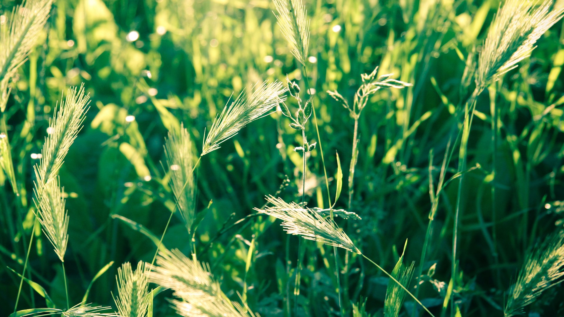 Обои трава, природа, макро, поле, колоски, зеленая, grass, nature, macro, field, spikelets, green разрешение 2560x1600 Загрузить