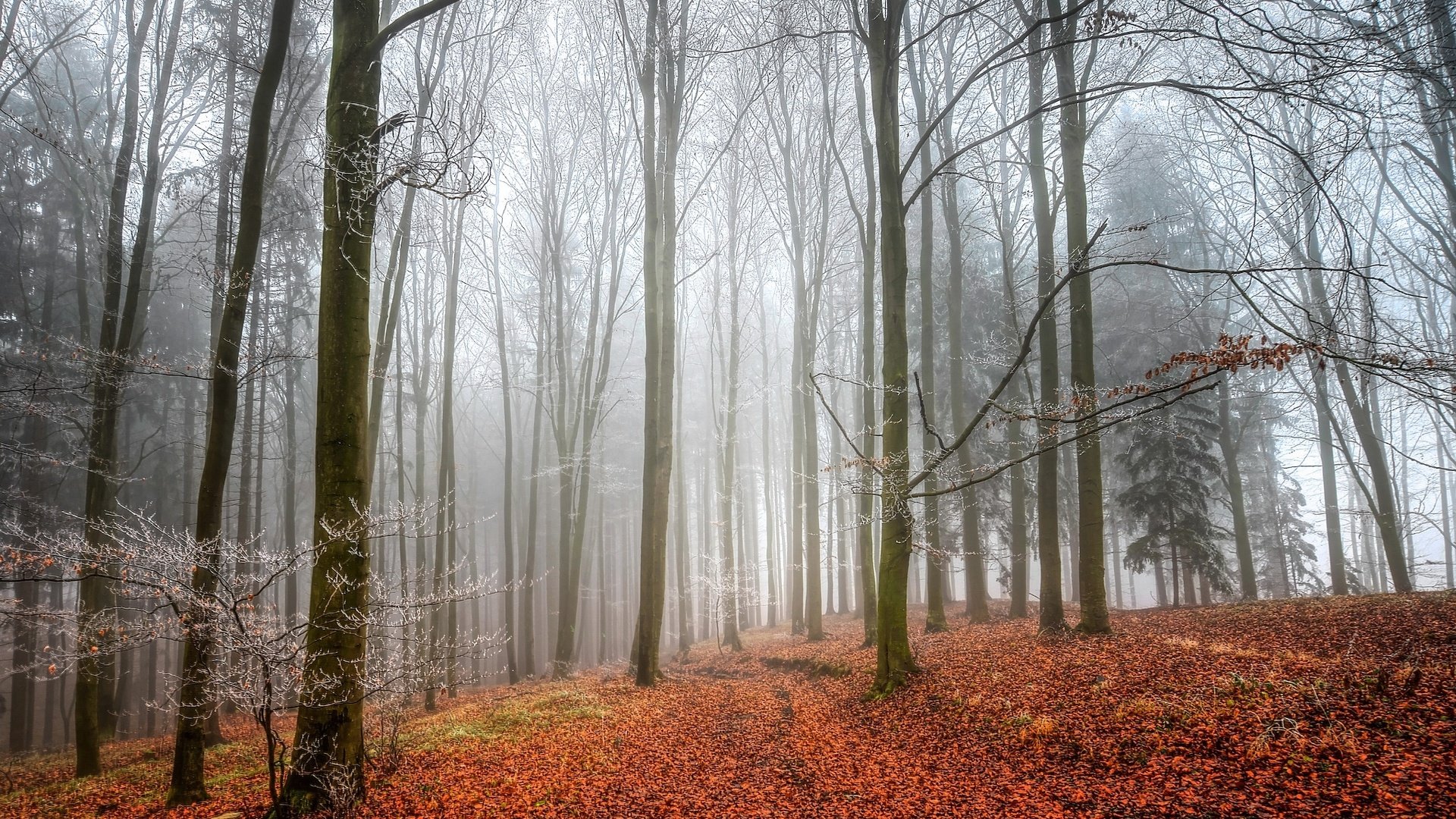 Обои деревья, лес, листья, туман, осень, trees, forest, leaves, fog, autumn разрешение 2048x1312 Загрузить