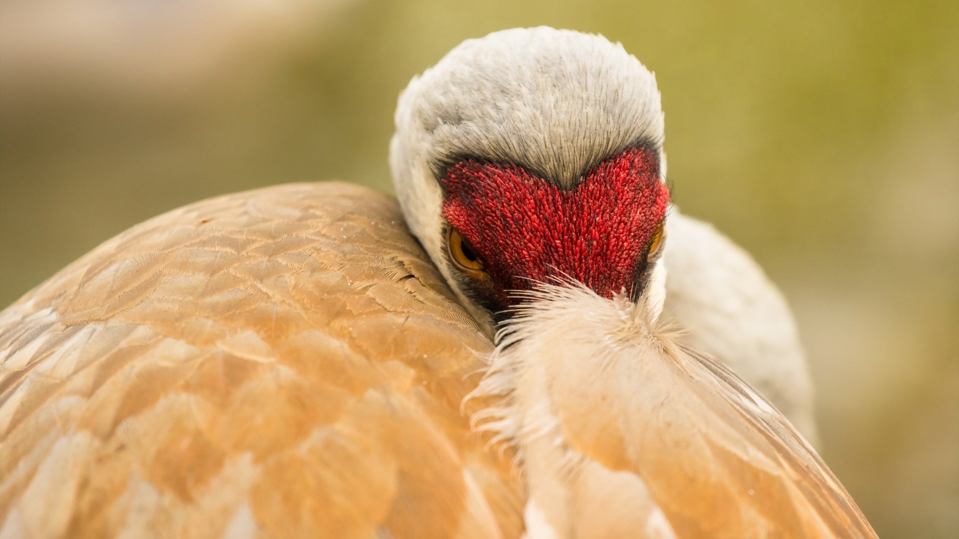 Обои природа, птица, клюв, перья, журавль, sandhill crane, nature, bird, beak, feathers, crane разрешение 2560x1707 Загрузить