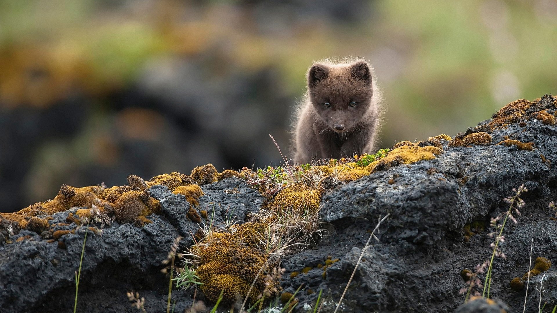 Обои скалы, природа, камни, малыш, песец, полярная лисица, alopex lagopus, rocks, nature, stones, baby, fox, polar fox разрешение 2048x1365 Загрузить