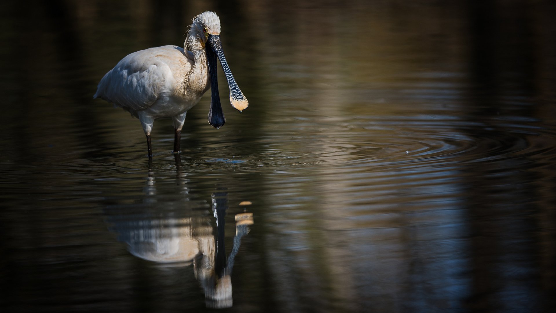 Обои вода, отражение, птица, клюв, белая, колпица, water, reflection, bird, beak, white, spoonbill разрешение 1980x1114 Загрузить