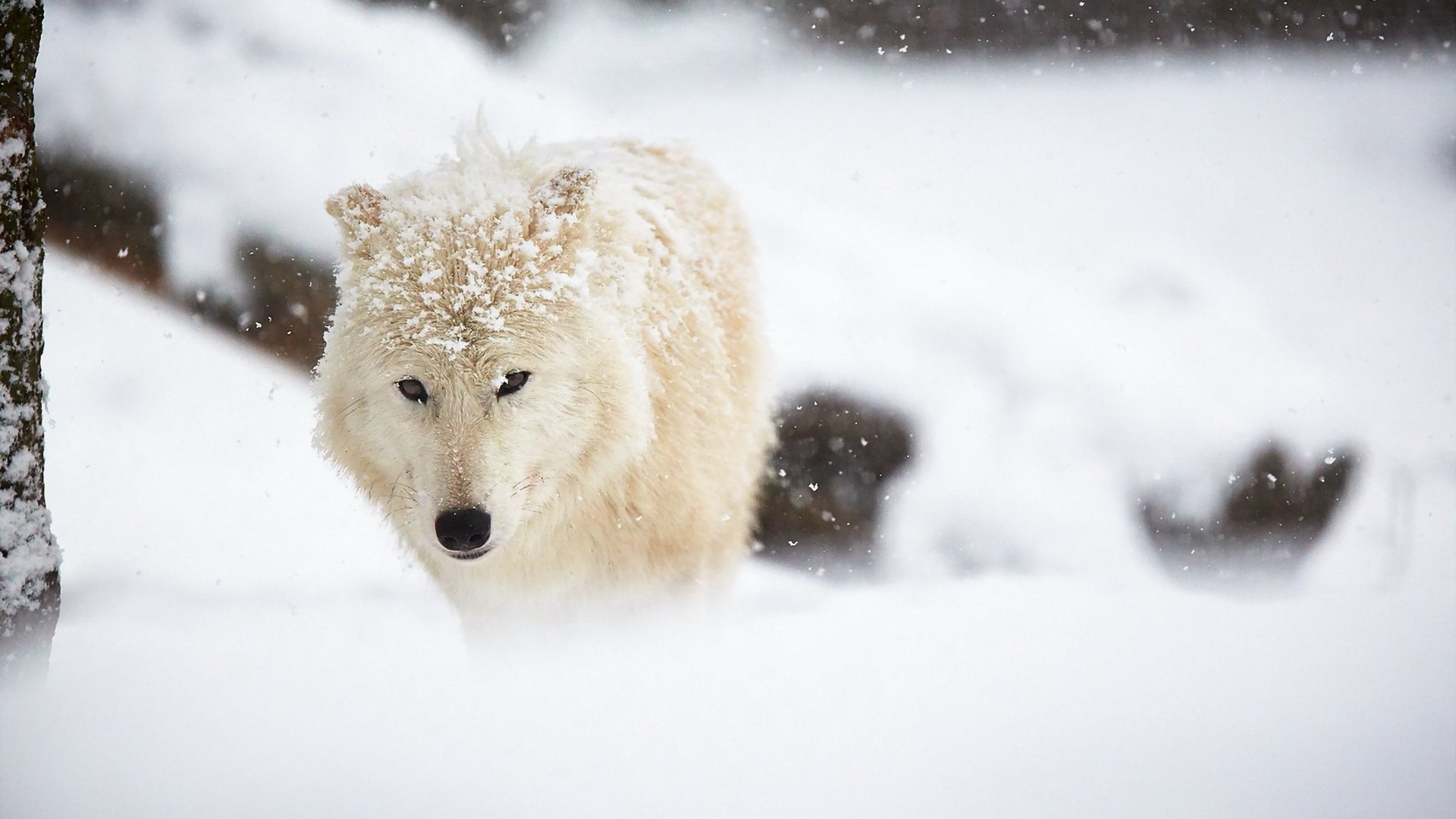 Обои снег, зима, белый, животное, волк, арктический волк, snow, winter, white, animal, wolf, arctic wolf разрешение 1920x1280 Загрузить