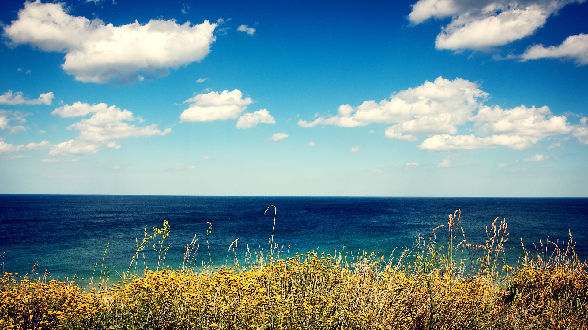 Обои цветы, трава, облака, берег, море, вид, flowers, grass, clouds, shore, sea, view разрешение 2880x1800 Загрузить