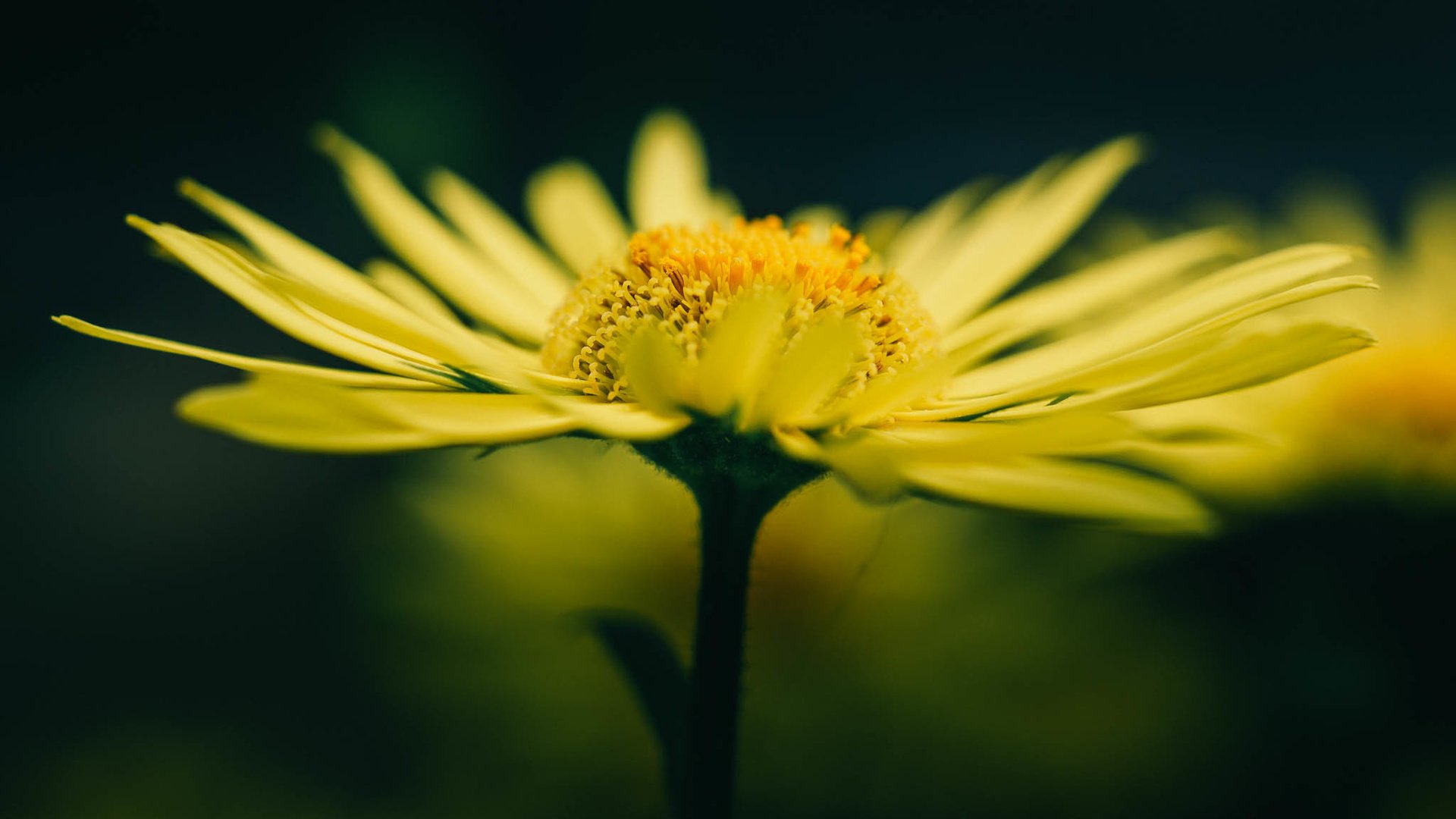 Обои желтый, макро, цветок, лето, лепестки, размытость, желтые, yellow, macro, flower, summer, petals, blur разрешение 2048x1365 Загрузить