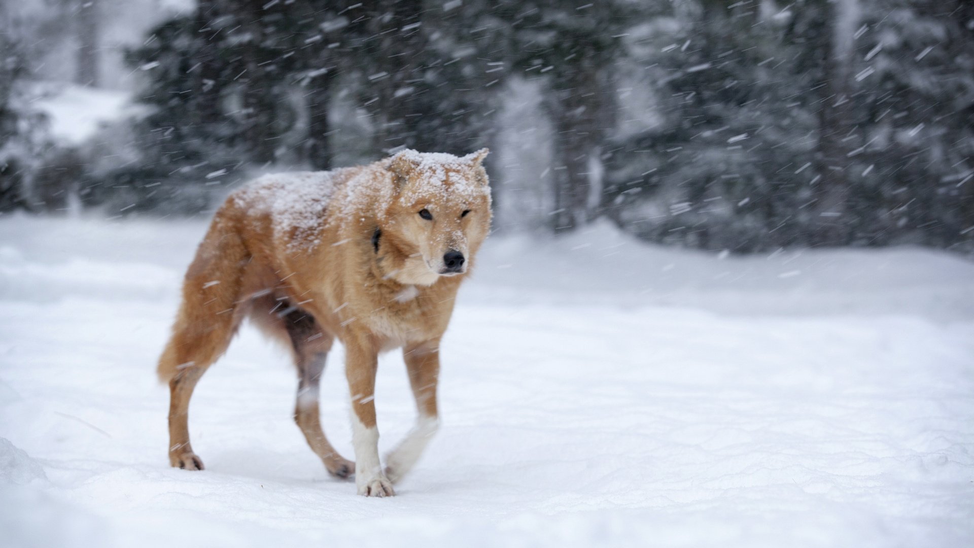 Обои снег, зима, собака, рыжая, метель, snow, winter, dog, red, blizzard разрешение 1920x1200 Загрузить