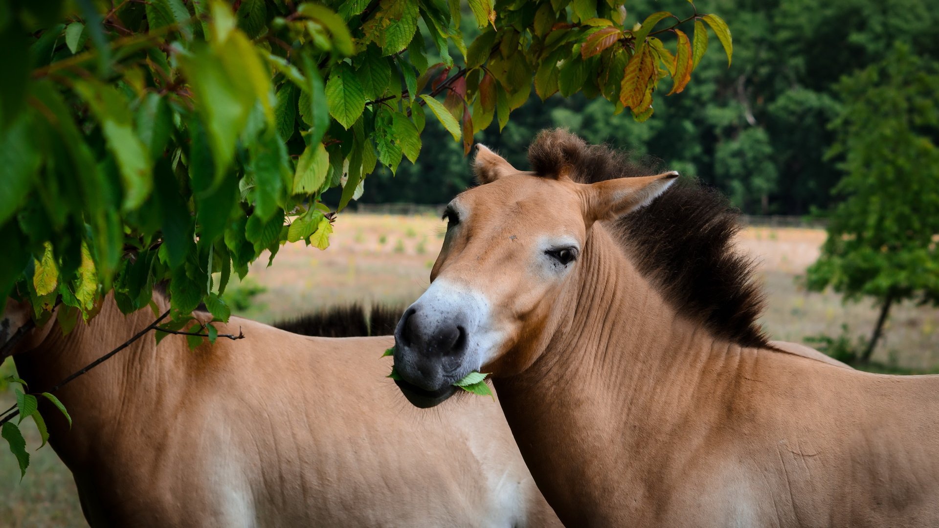 Обои природа, кони, przewalski-pferd, nature, horses разрешение 4925x2562 Загрузить