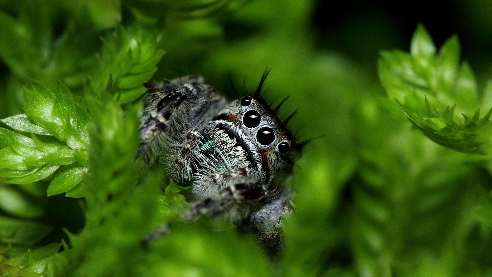 Обои глаза, листья, паук, лапки, растительность, jumping spider, eyes, leaves, spider, legs, vegetation разрешение 2880x1896 Загрузить