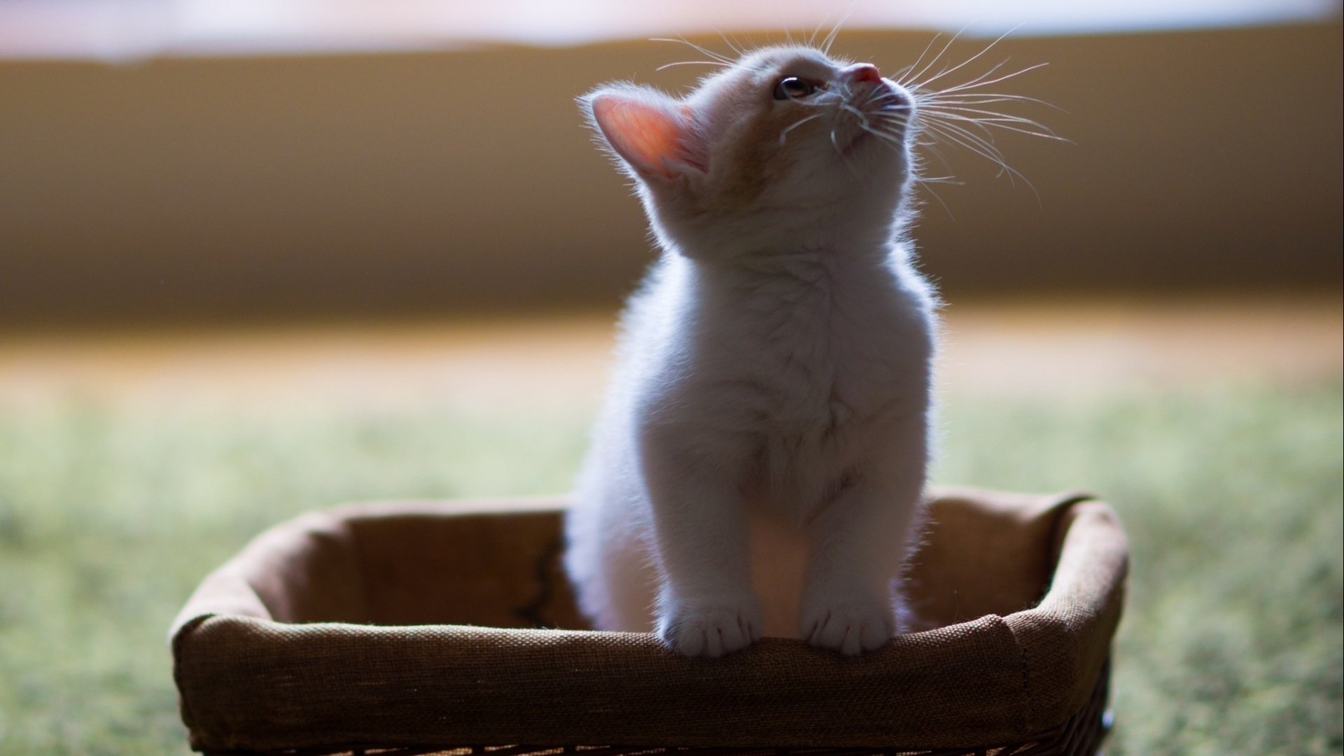 Обои кот, усы, котенок, пушистый, белый, корзина, в коробке, смотрит вверх, cat, mustache, kitty, fluffy, white, basket, in the box разрешение 1920x1200 Загрузить