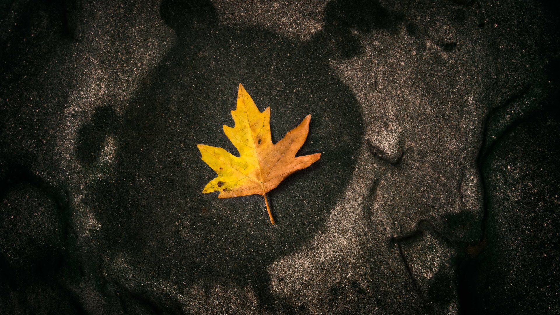 Обои природа, макро, осень, лист, камень, nature, macro, autumn, sheet, stone разрешение 5553x3508 Загрузить